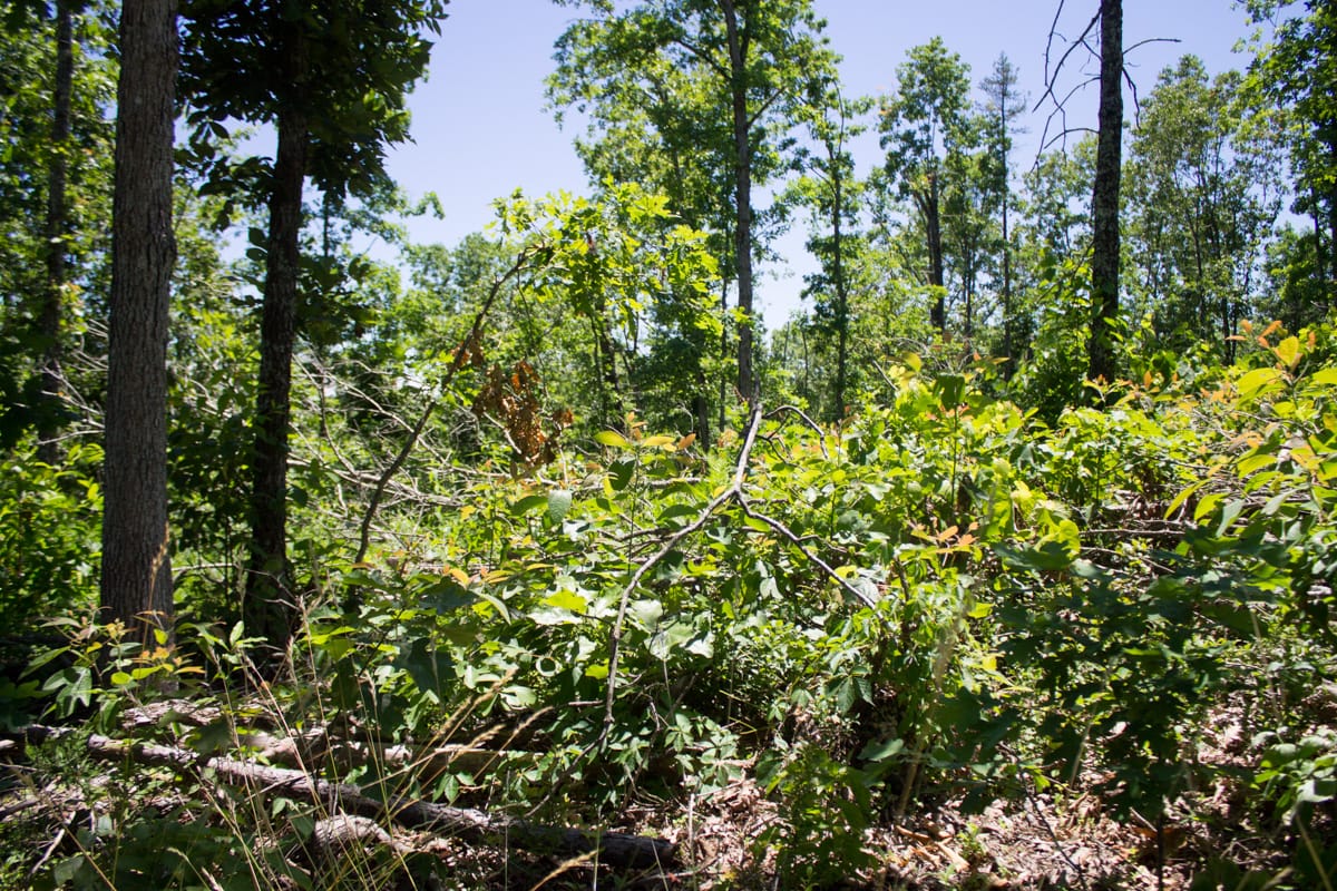Timber Crossing Tract 23 photo 7