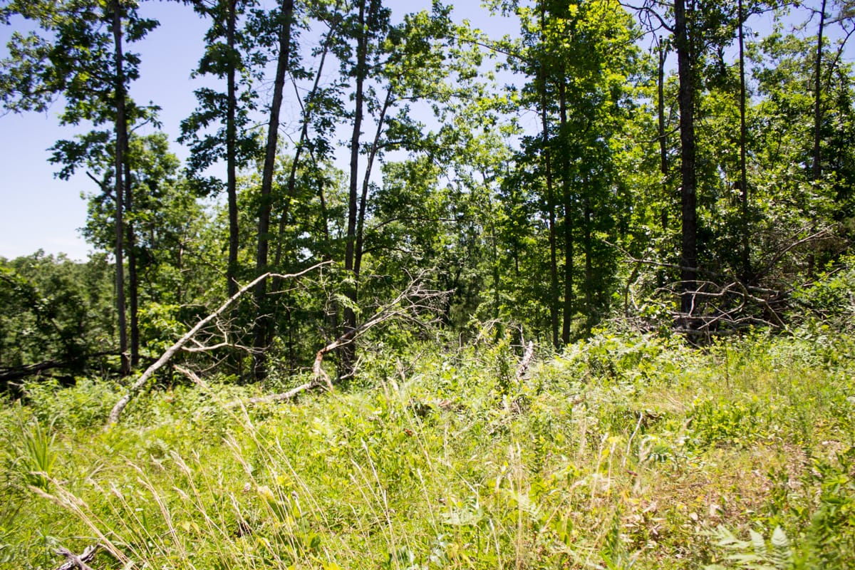 Timber Crossing Tract 23 photo 8