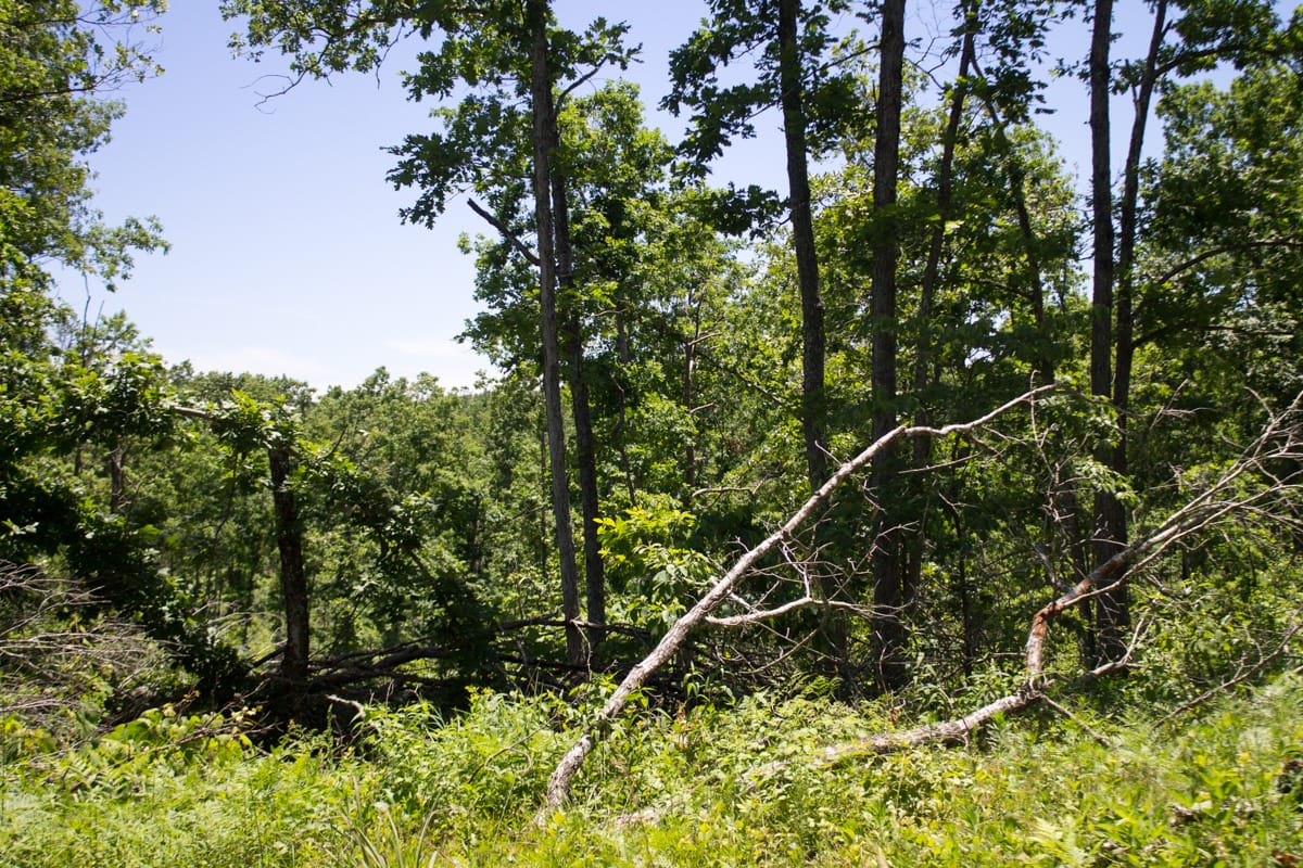 Timber Crossing Tract 23 photo 9