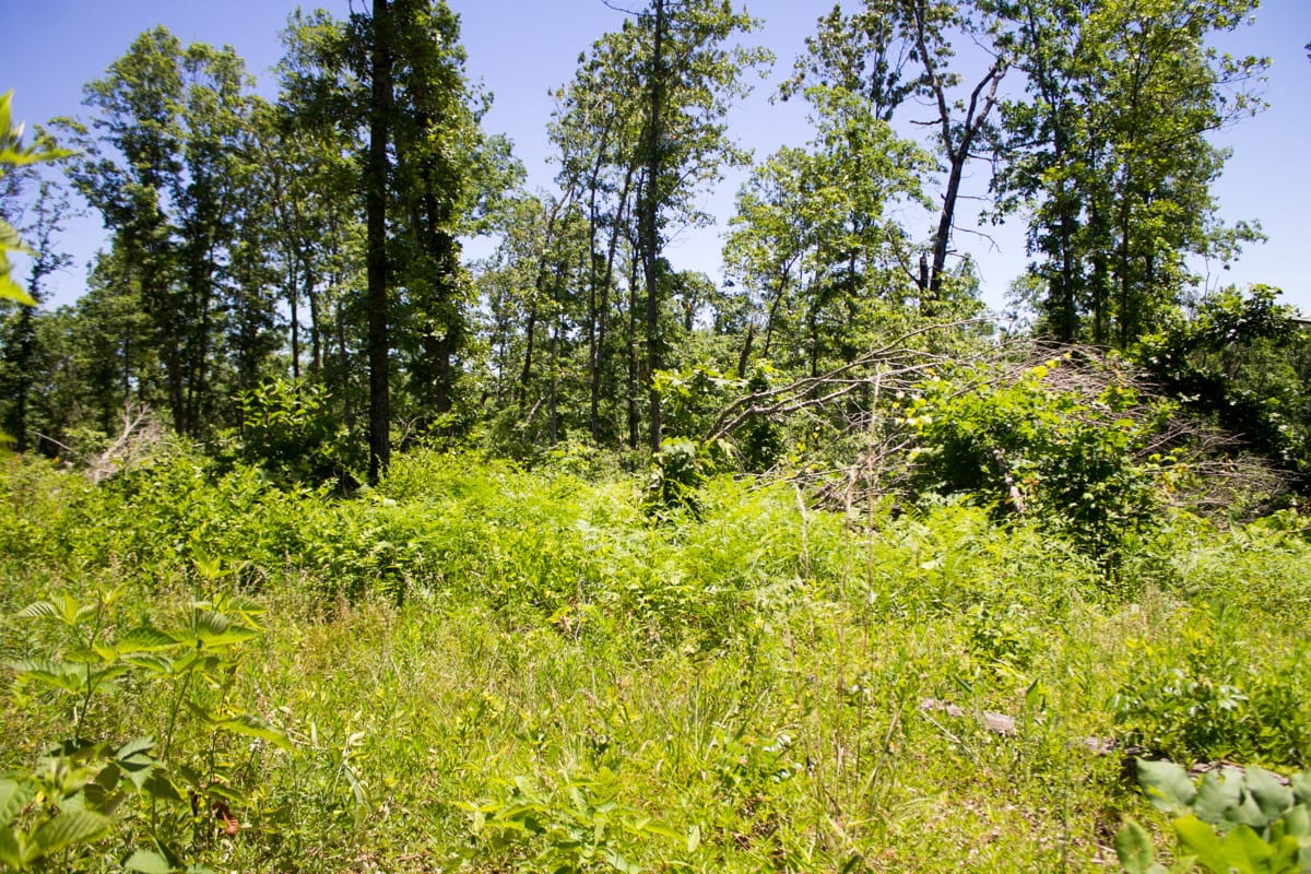Timber Crossing Tract 23 photo 10