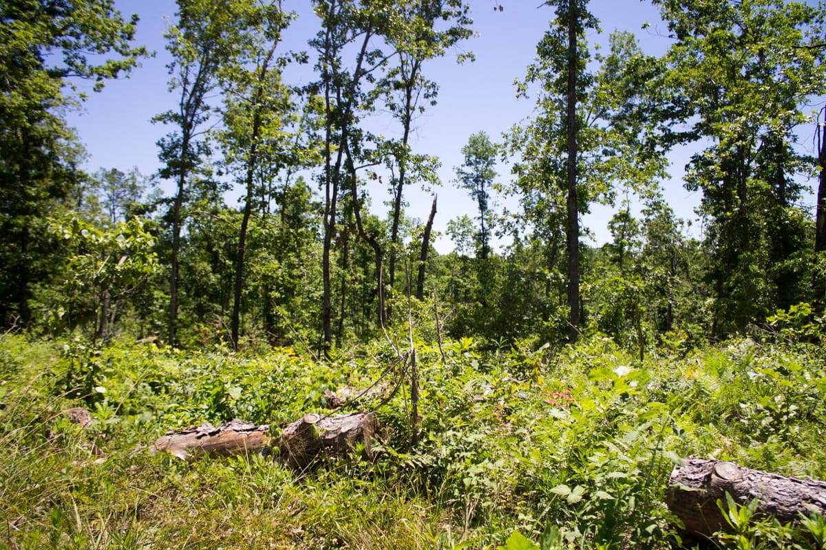 Timber Crossing Tract 23 photo 12