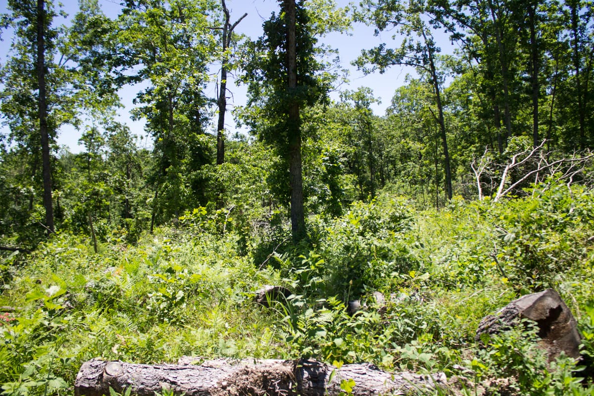 Timber Crossing Tract 23 photo 1