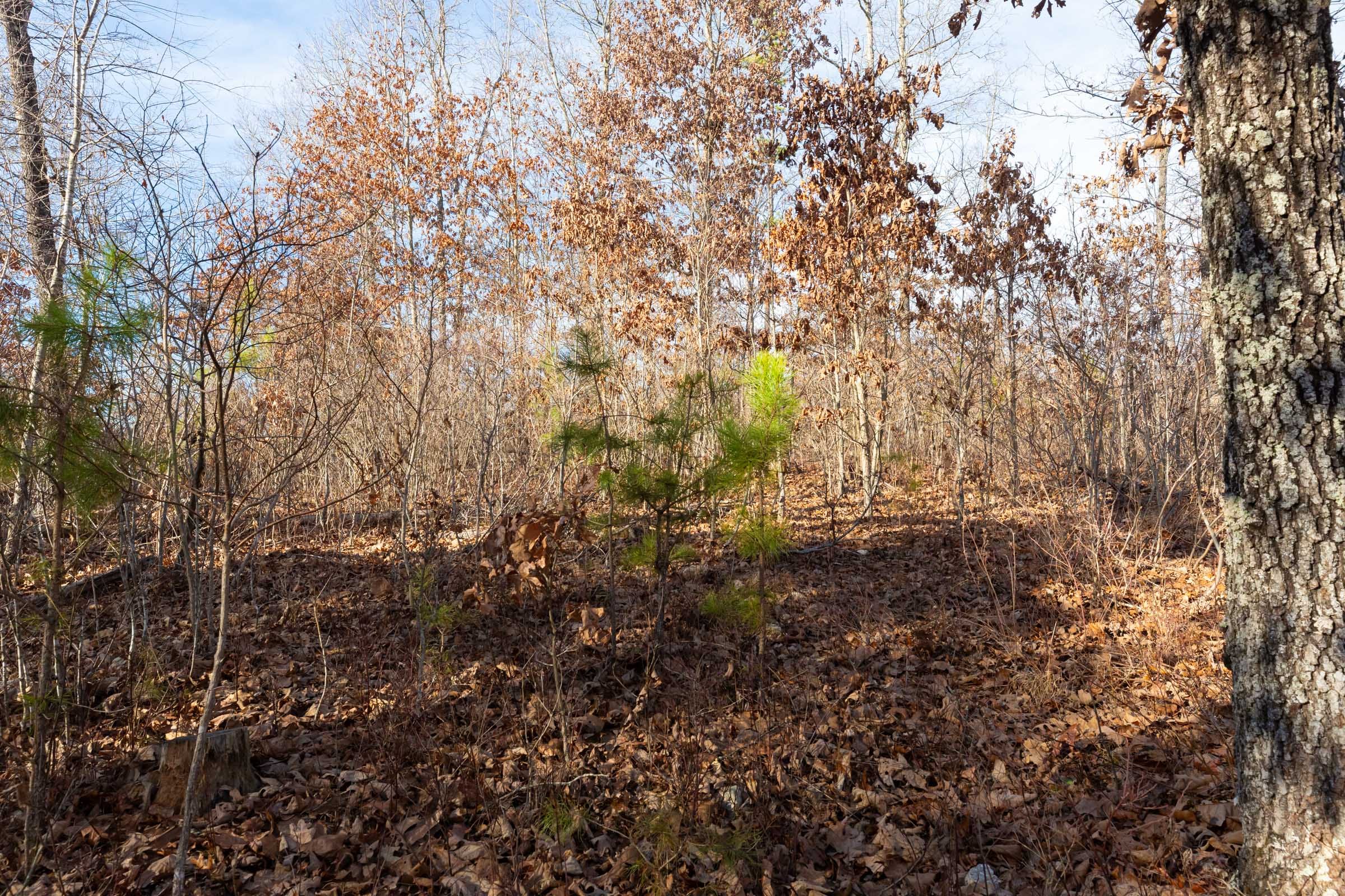 Windy Ridge Tract 8 photo 7