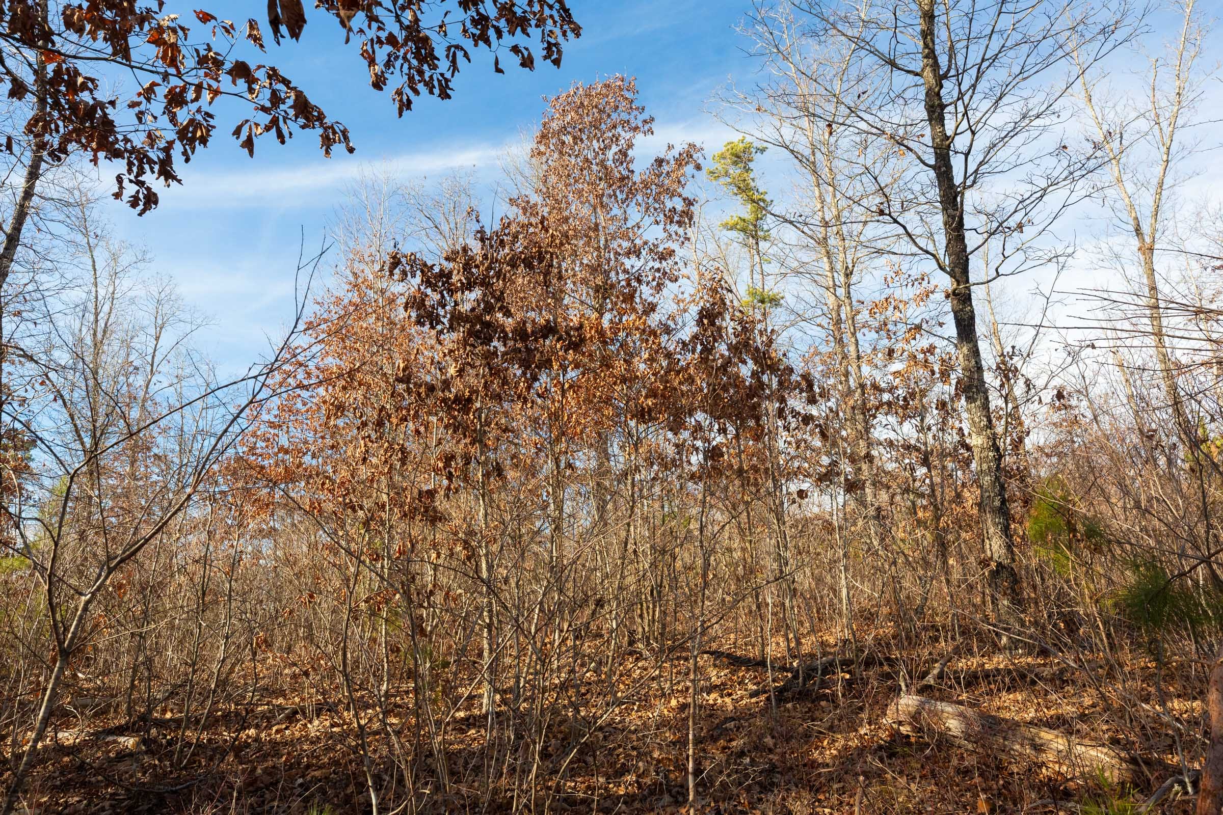 Windy Ridge Tract 8 photo 3