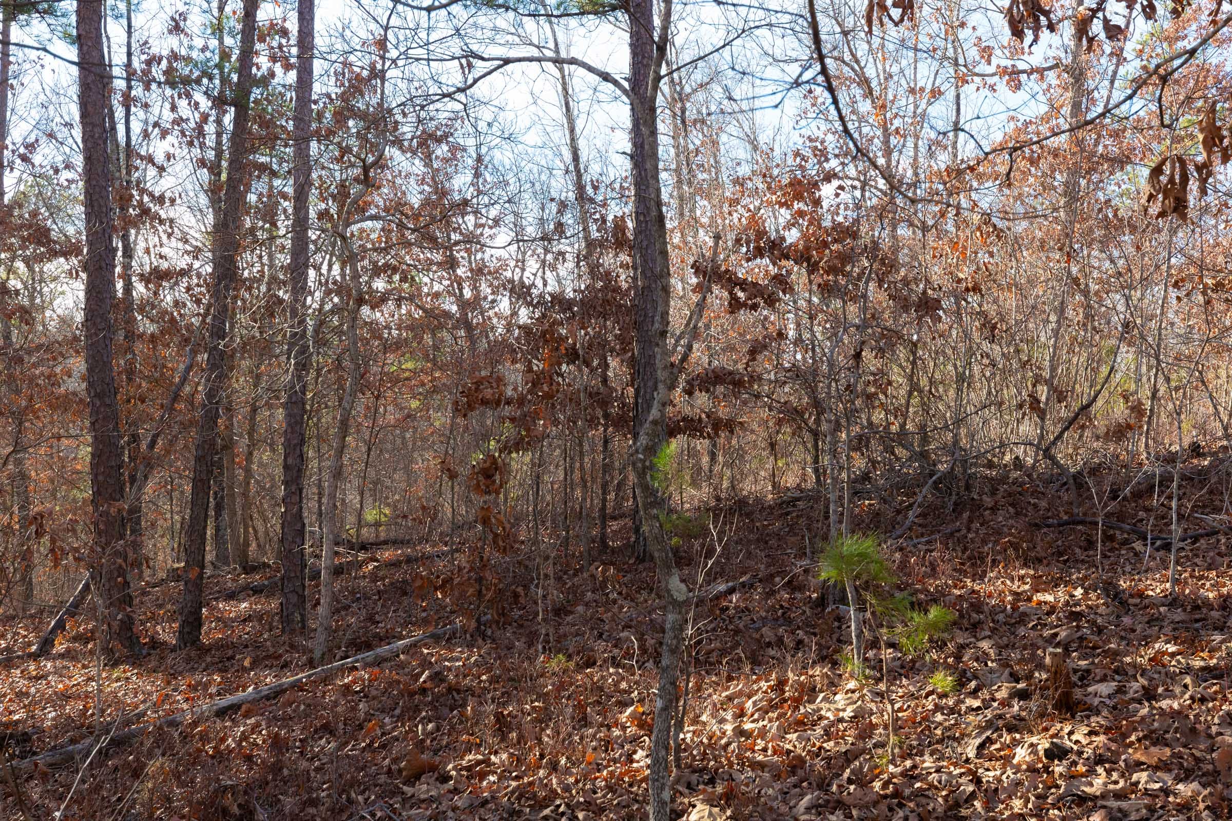 Windy Ridge Tract 8 photo 10