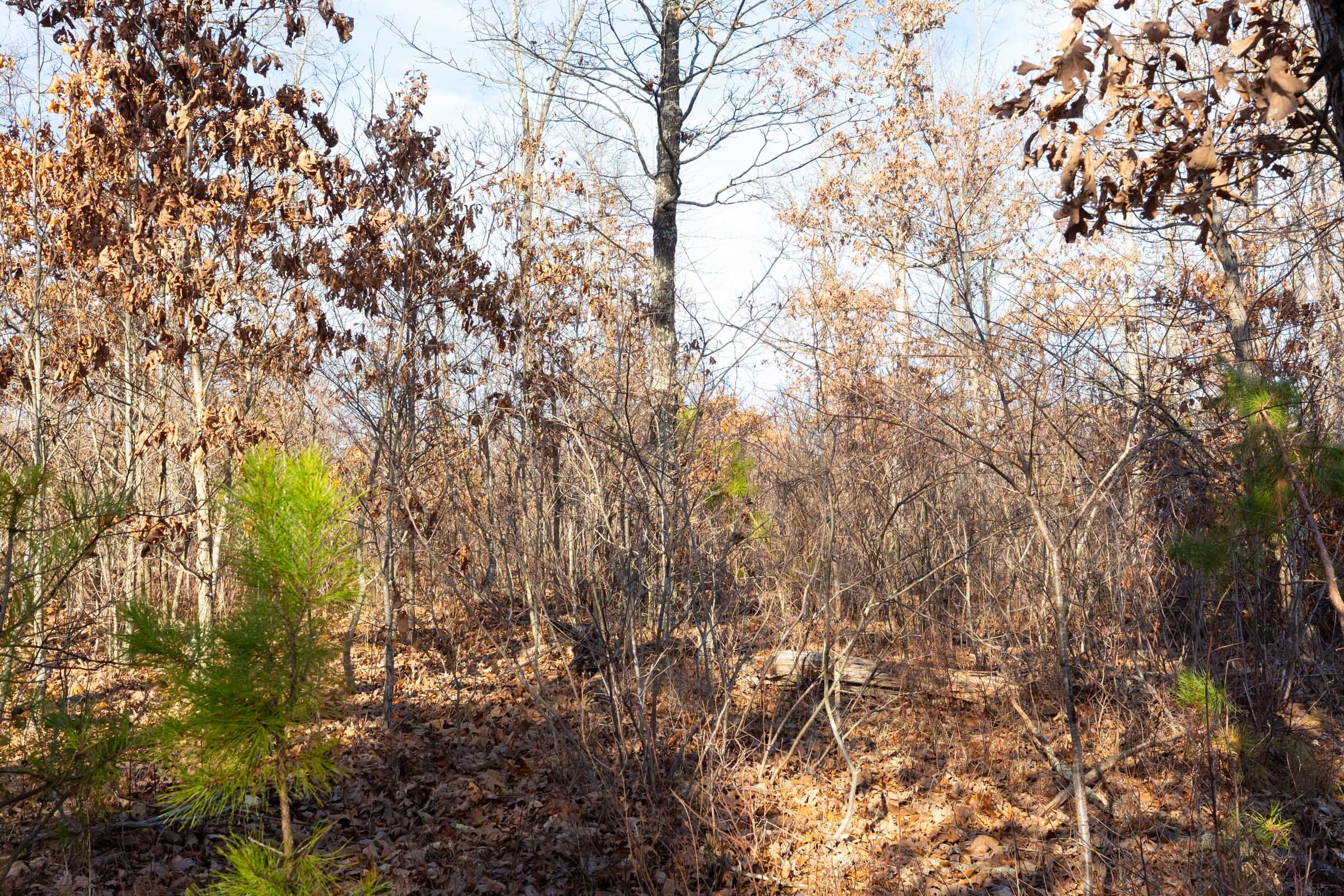 Windy Ridge Tract 8 photo 4