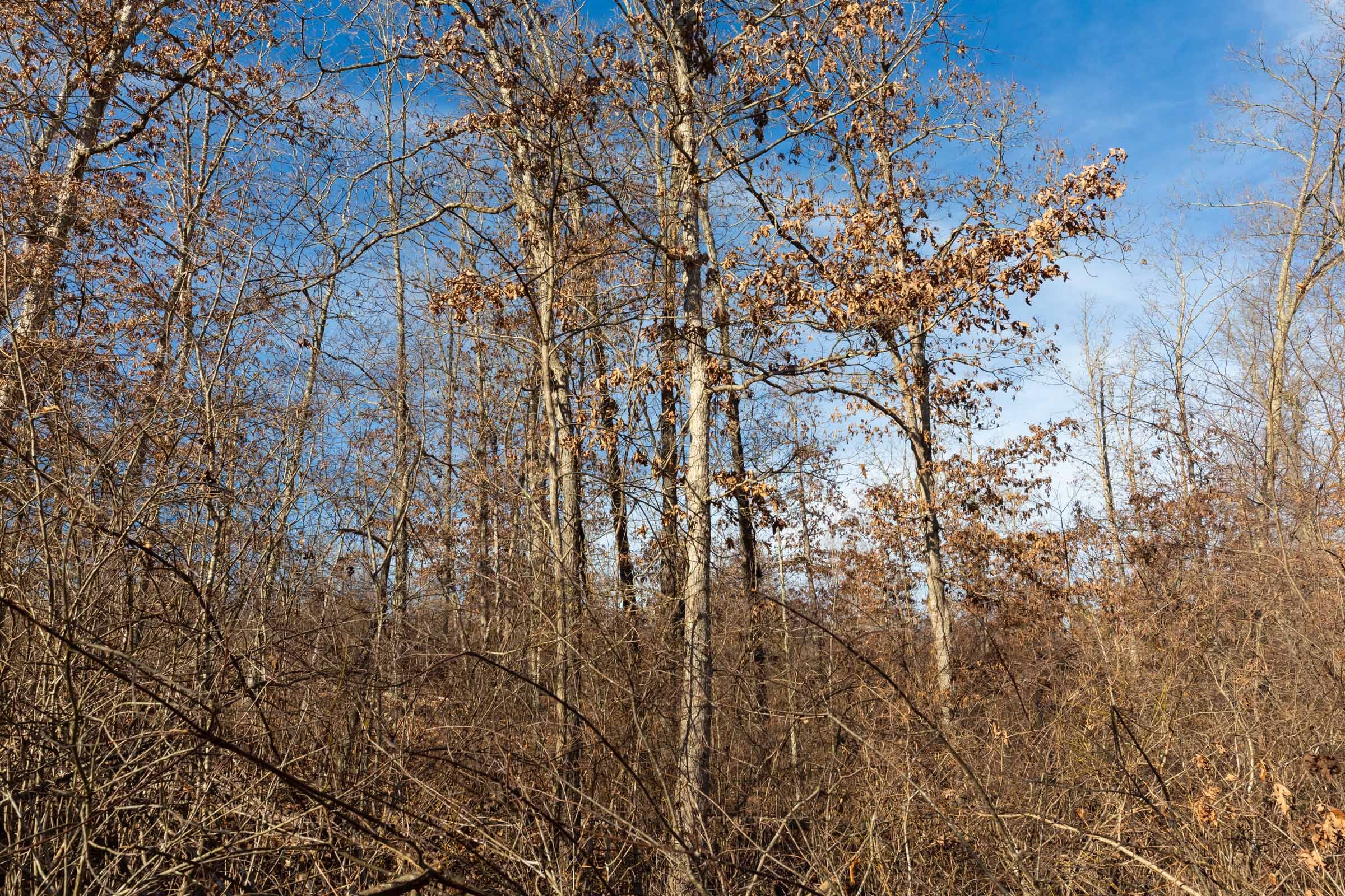 Windy Ridge Tract 8 photo 6