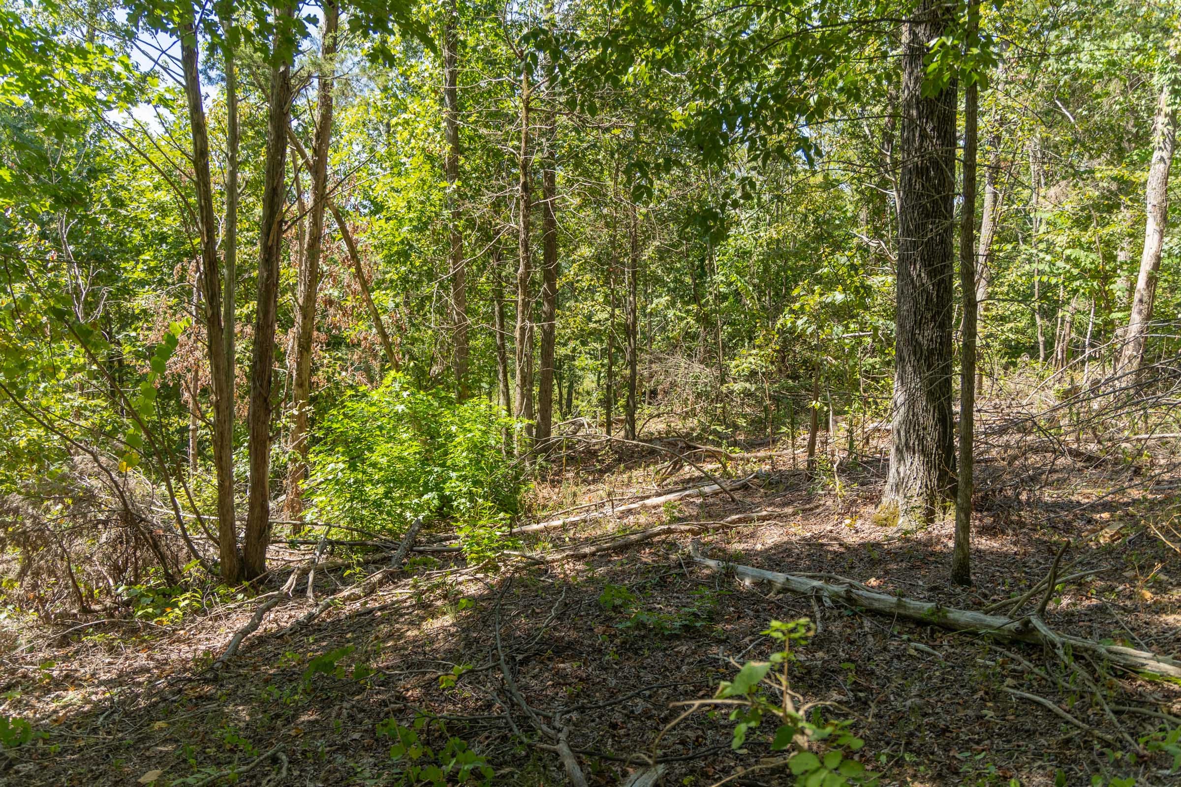 Big White Oak Tract 58 photo 9