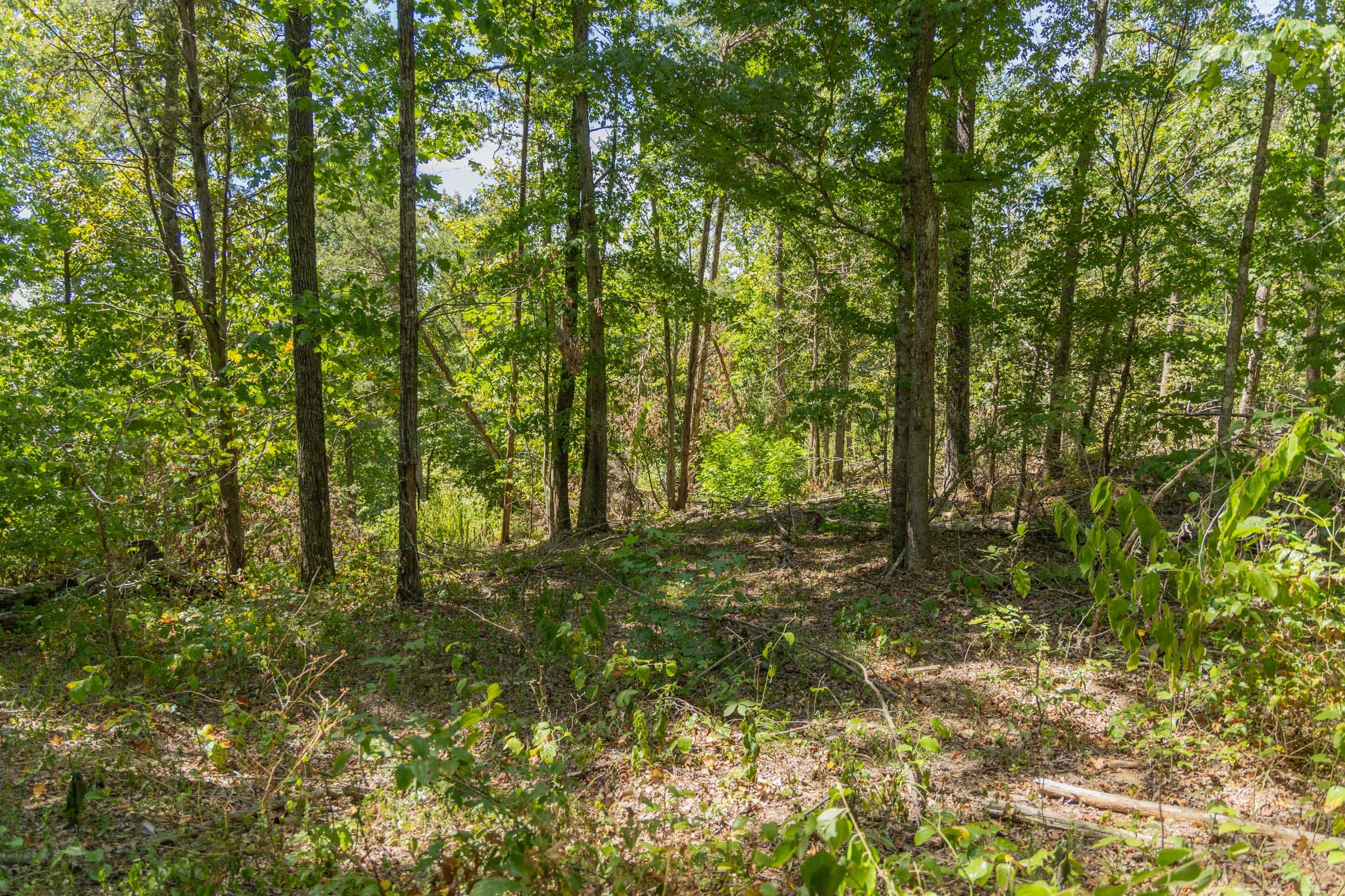 Big White Oak Tract 58 photo 8
