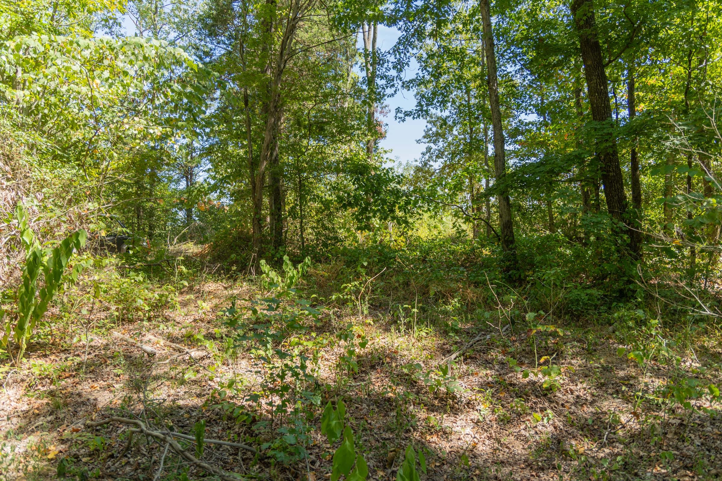 Big White Oak Tract 58 photo 3