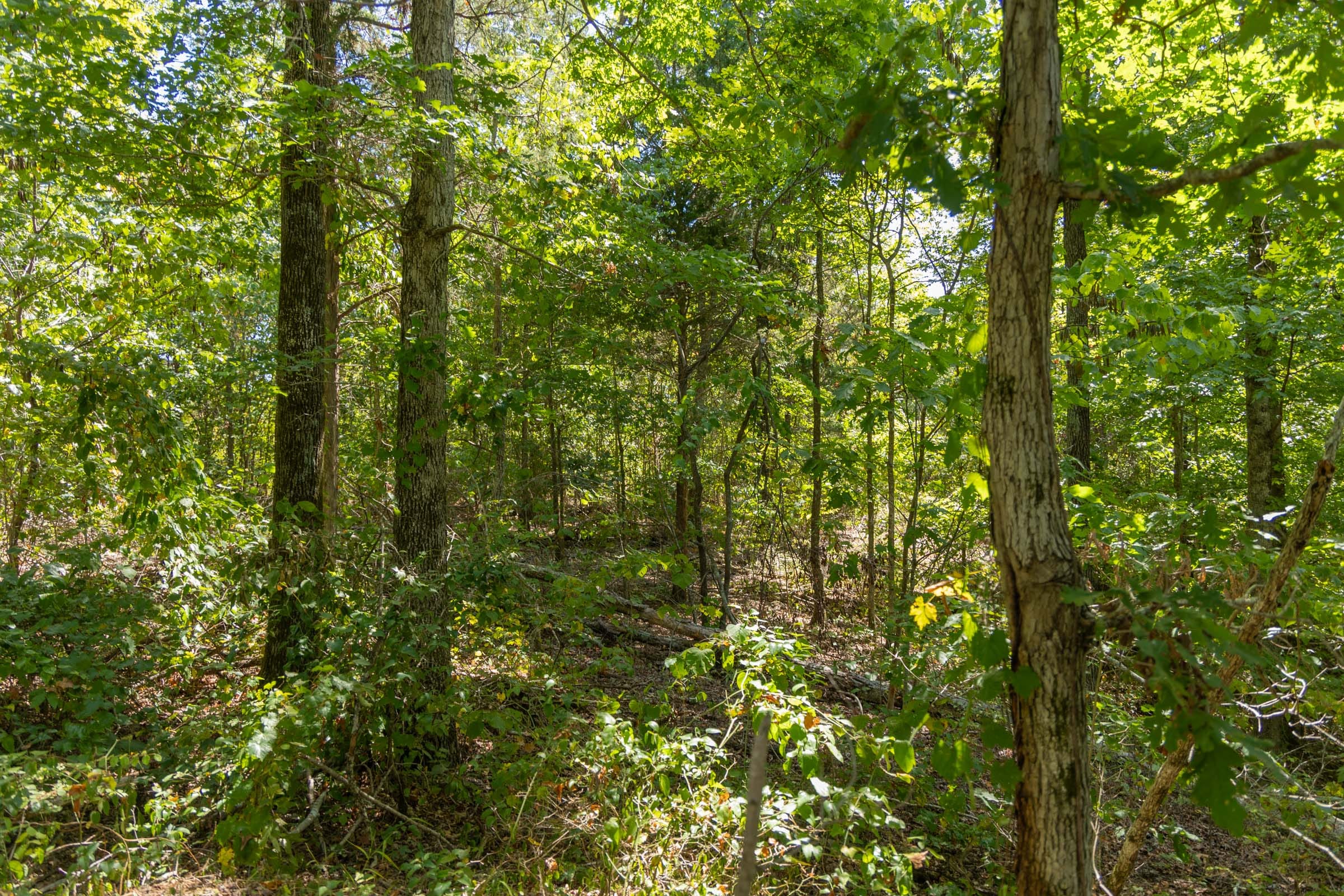 Big White Oak Tract 58 photo 2