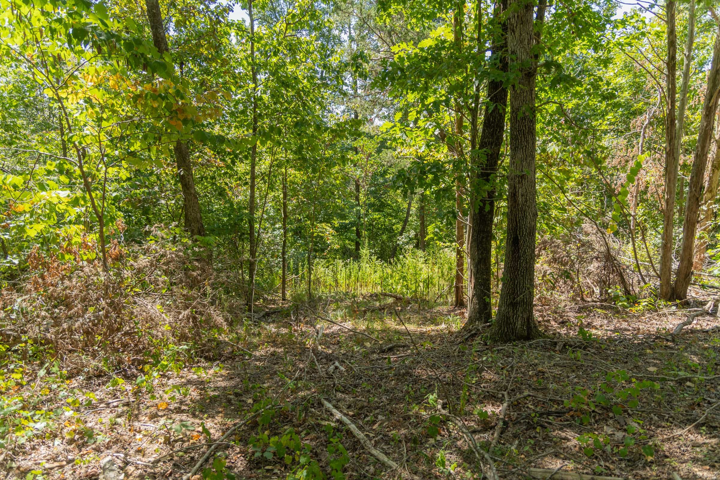 Big White Oak Tract 58 photo 7