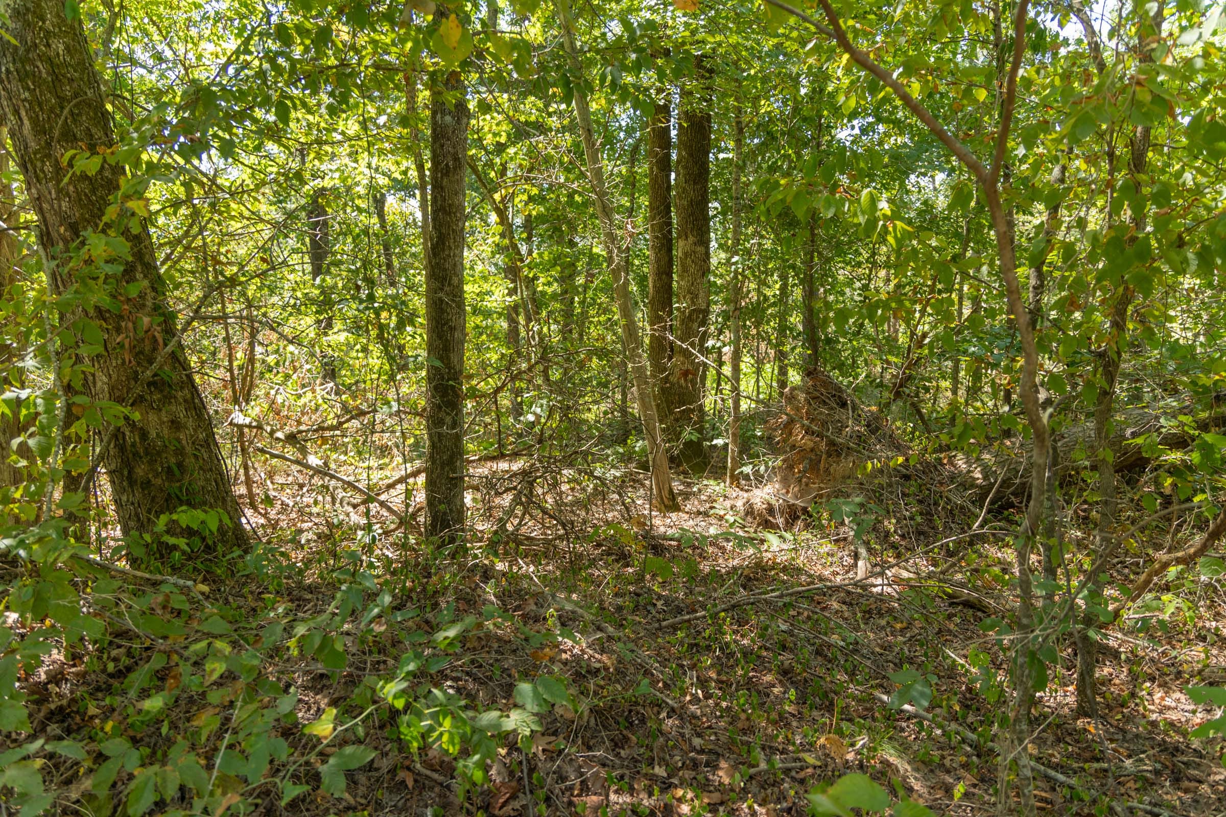 Big White Oak Tract 58 photo 6