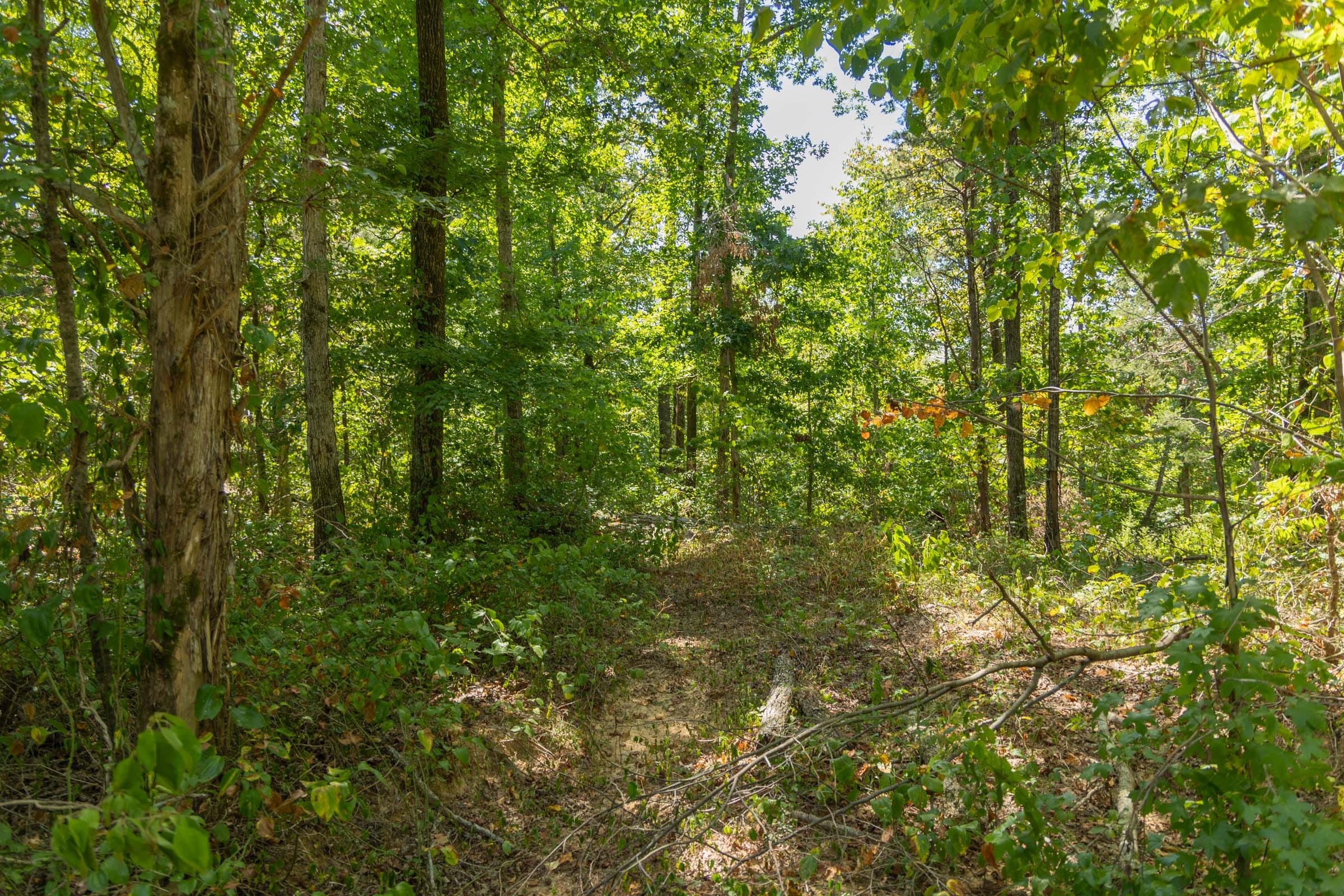 Big White Oak Tract 58 photo 5