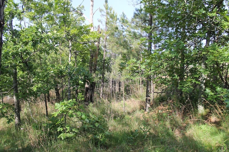 Indian Ridge – Phase II Tract 39 photo 4