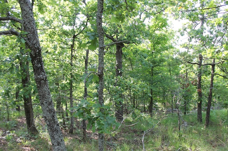 Indian Ridge – Phase II Tract 39 photo 6