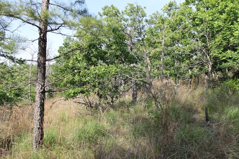 Indian Ridge – Phase II Tract 39 photo 8