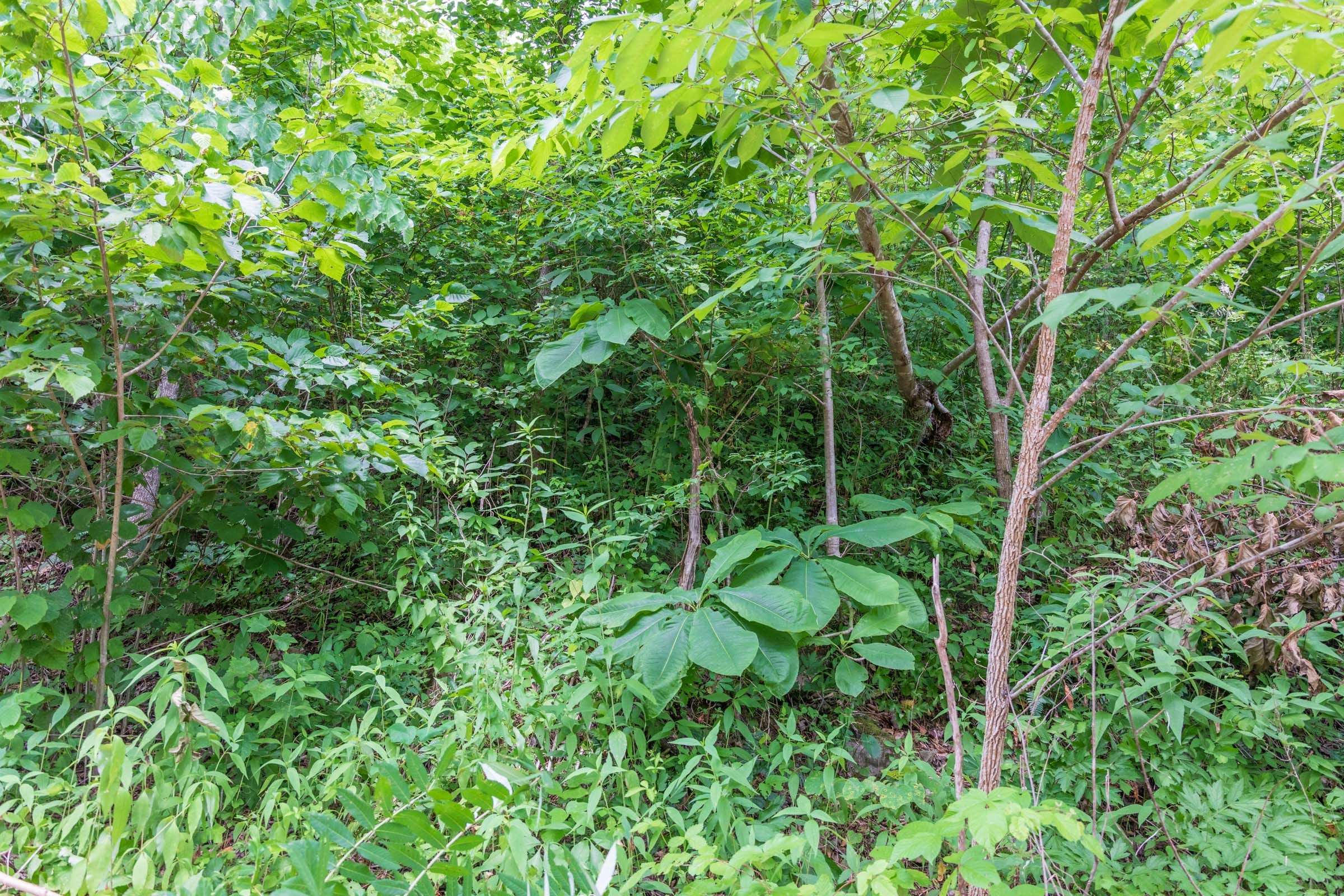 River’s Edge Tract 30 photo 3