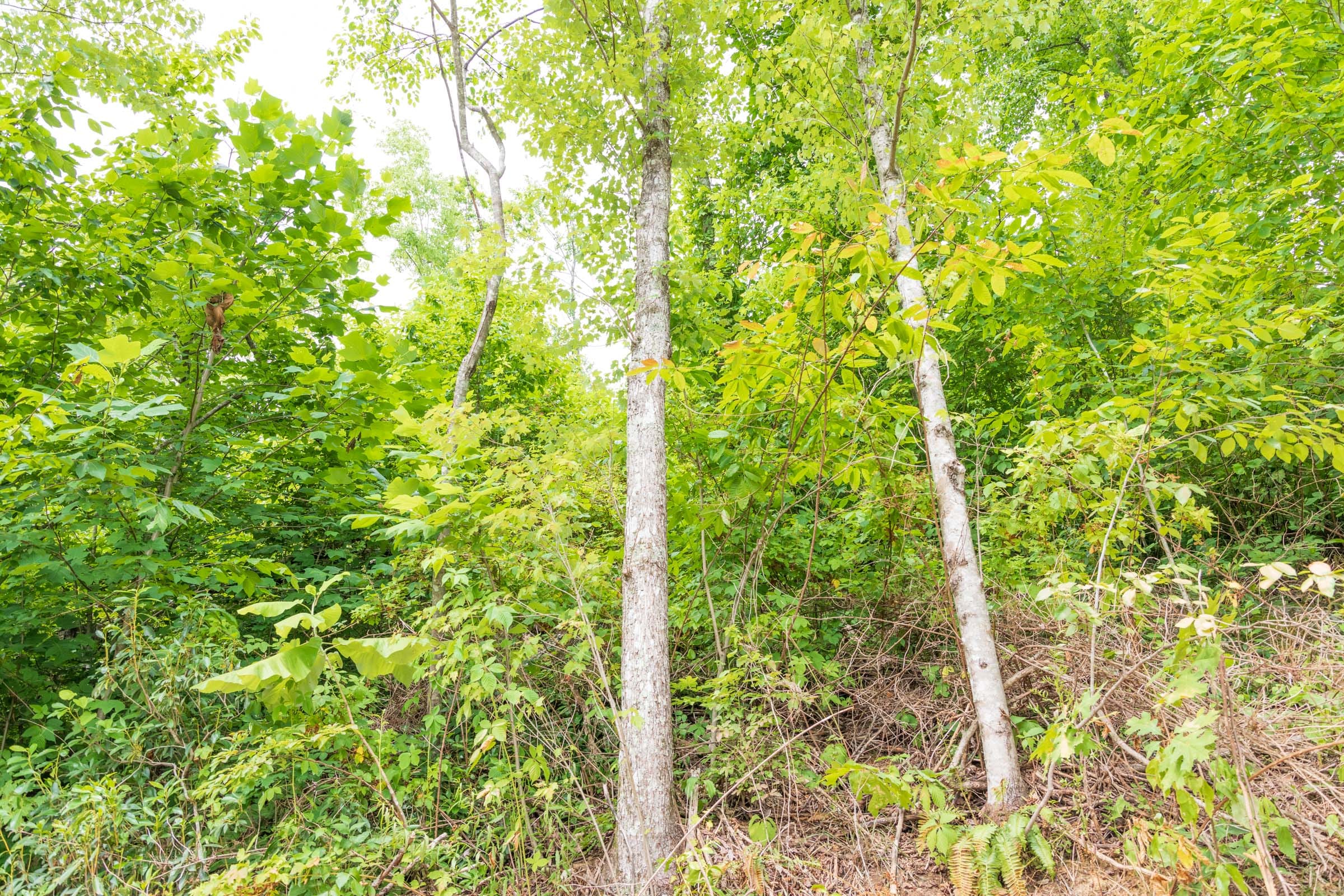 River’s Edge Tract 30 photo 7