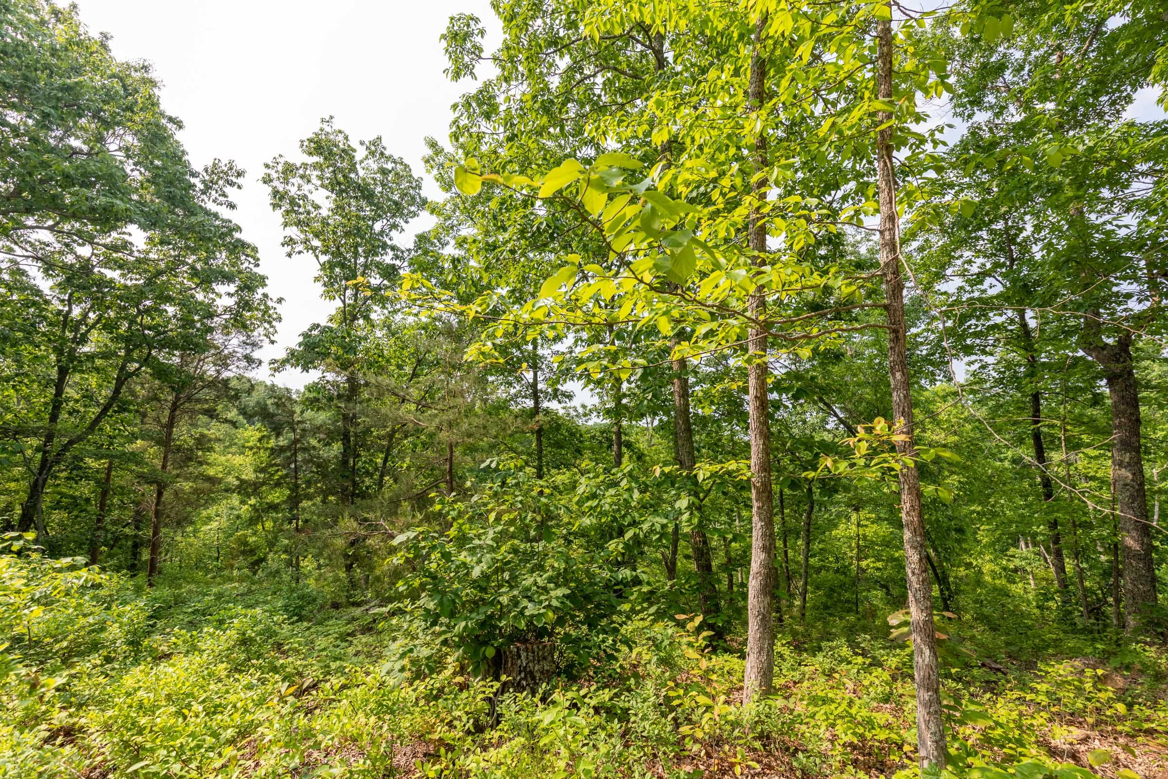 Cedar Creek Tract 3 photo 2