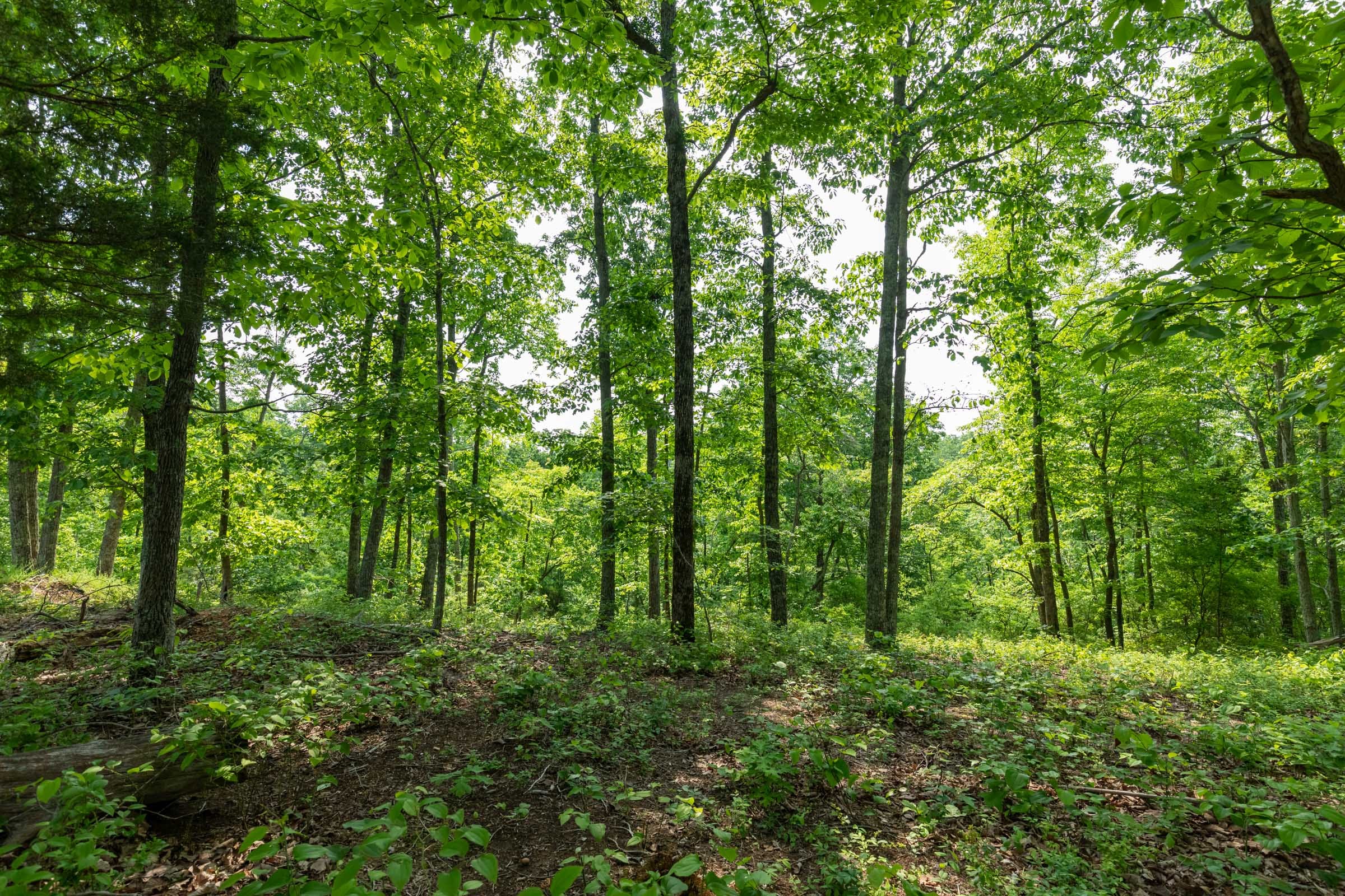 Cedar Creek Tract 3 photo 3