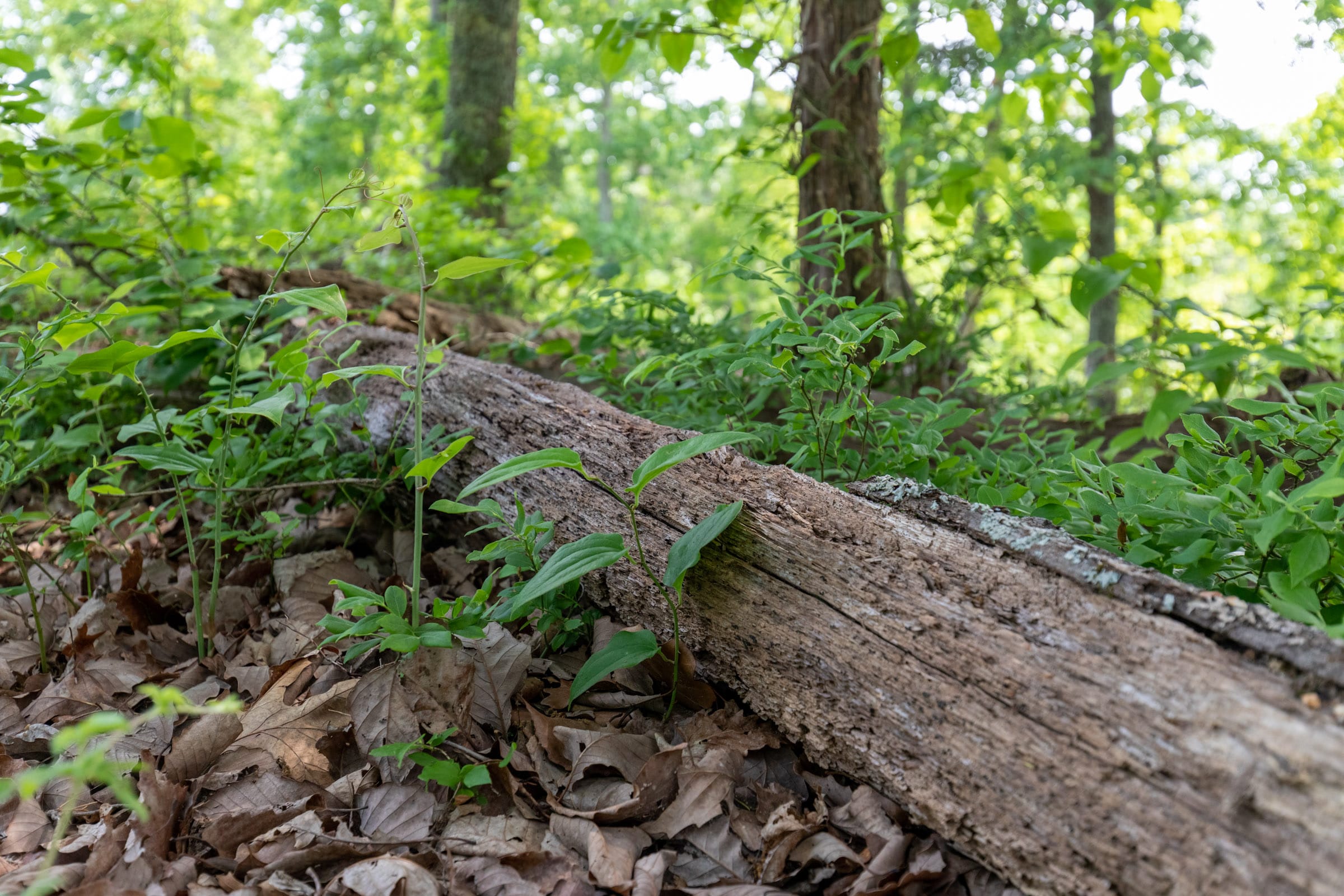Cedar Creek Tract 3 photo 4