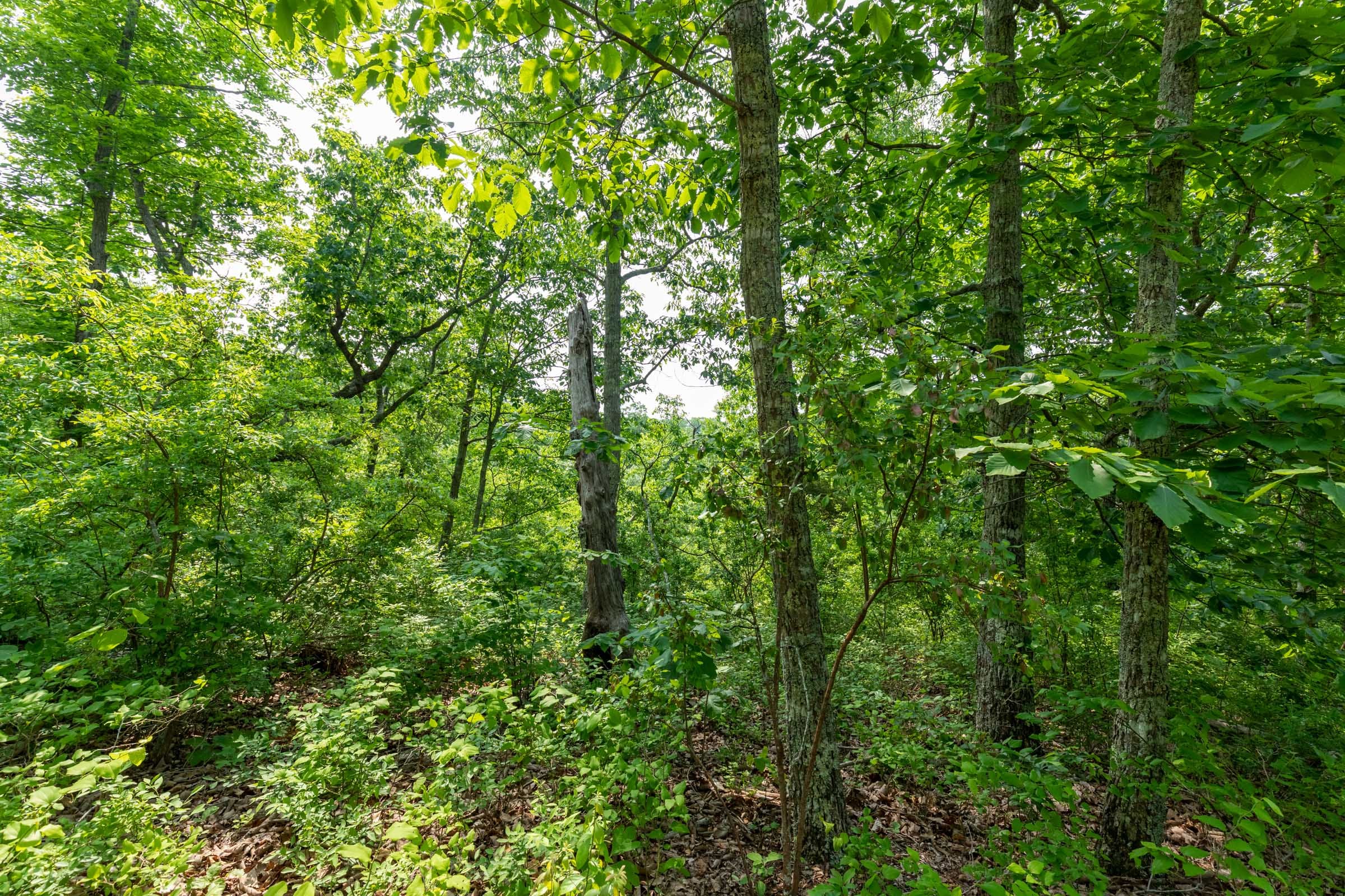 Cedar Creek Tract 3 photo 9