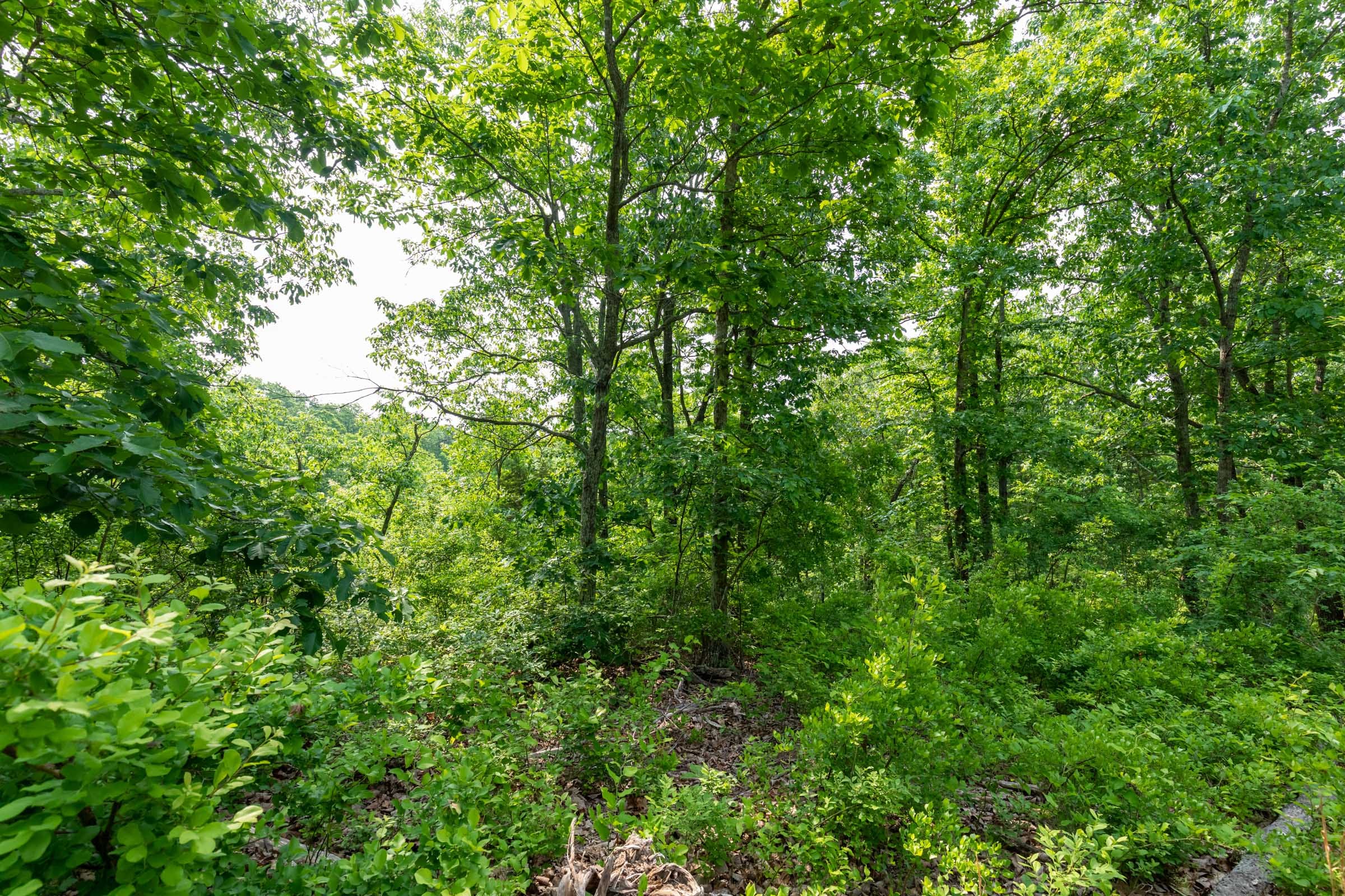 Cedar Creek Tract 3 photo 11