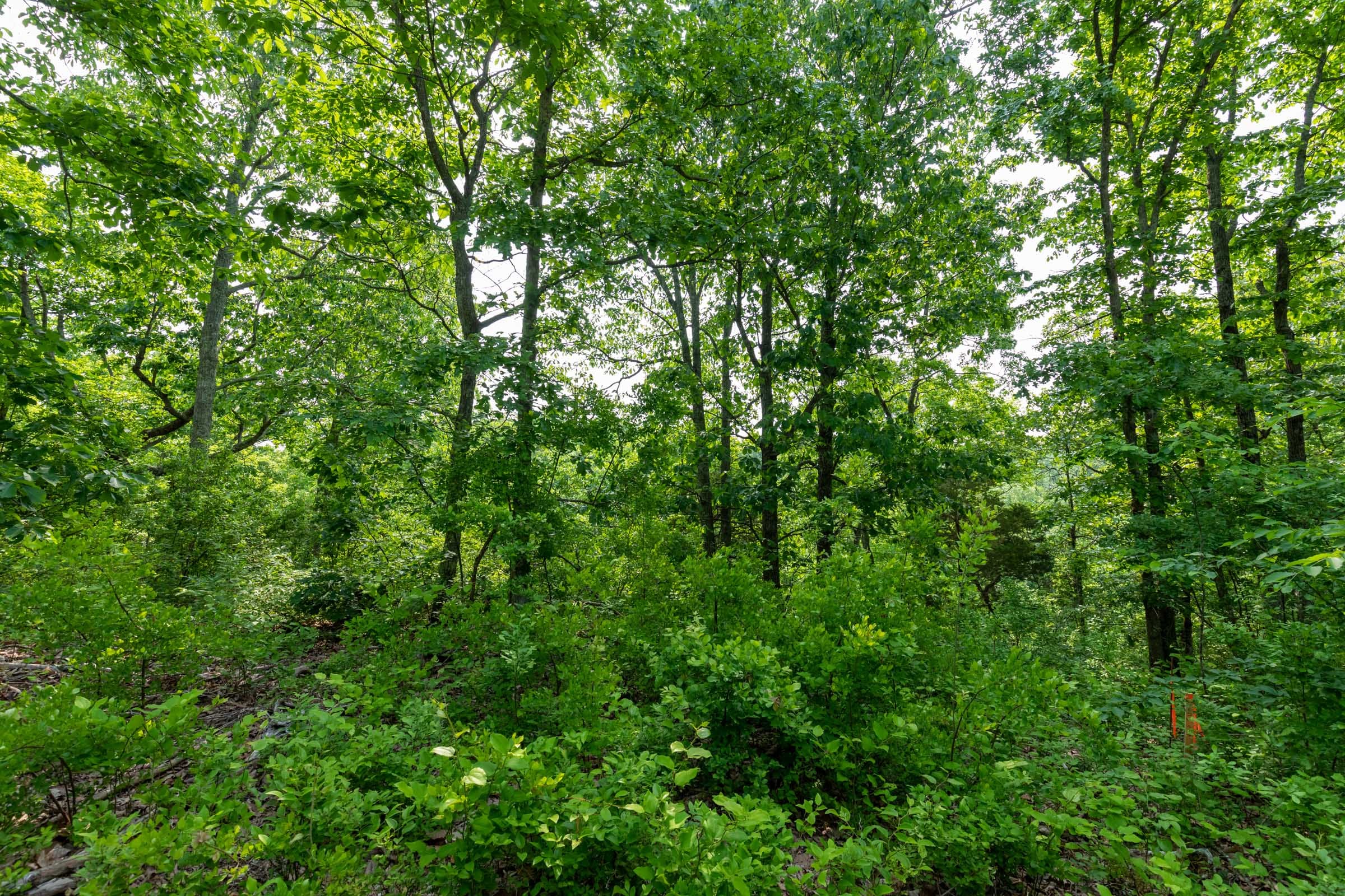 Cedar Creek Tract 3 photo 12