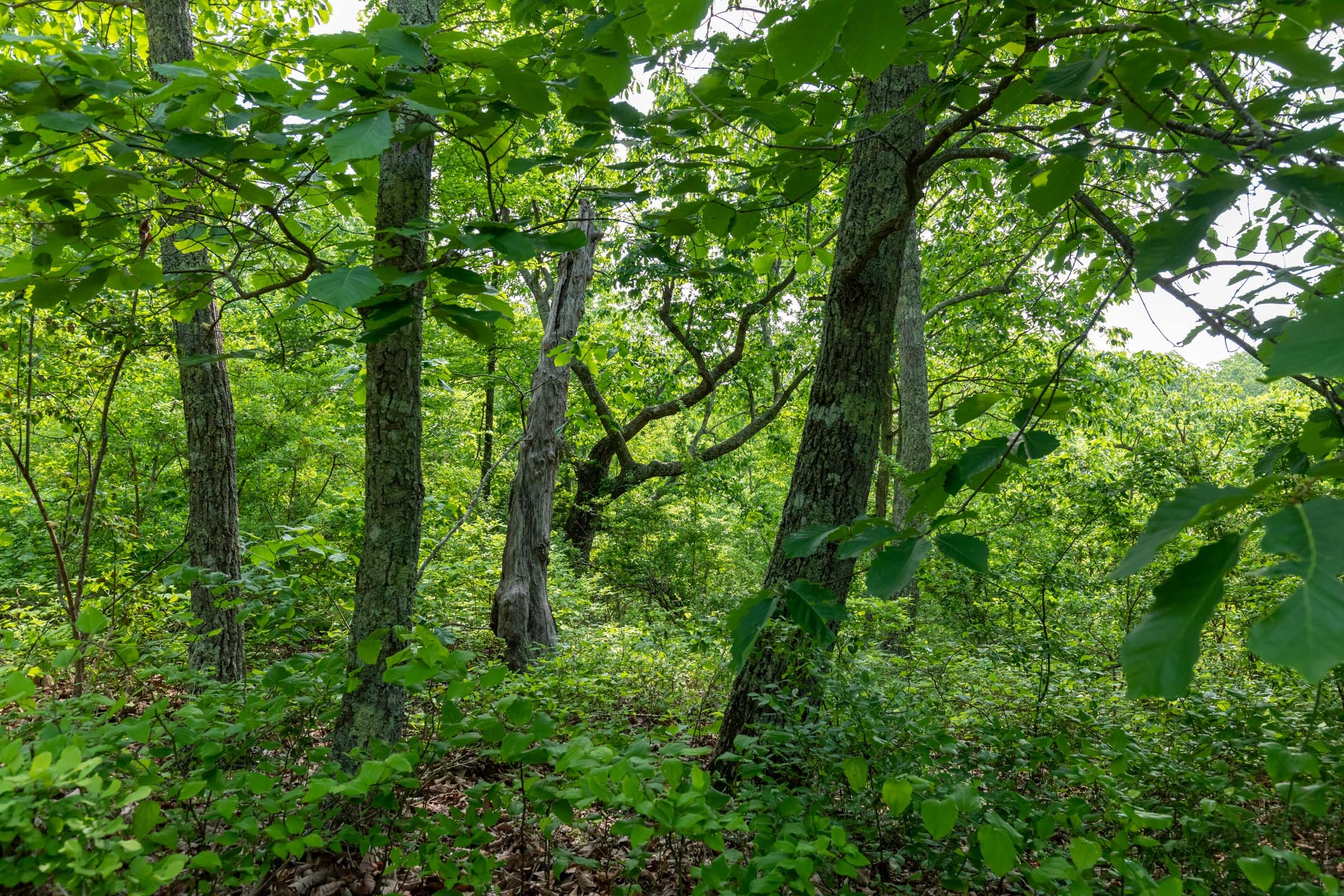 Cedar Creek Tract 3 photo 13