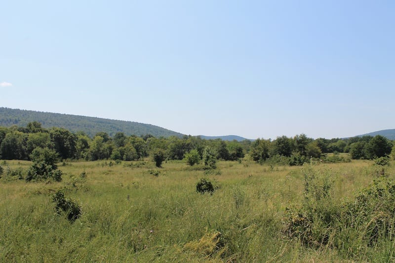 Daisy Meadows Tract 39 photo 3