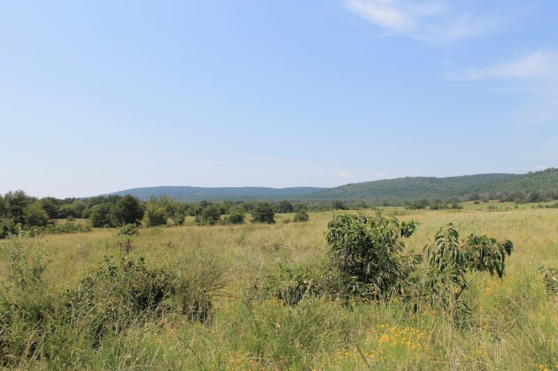 Daisy Meadows Tract 39 photo 4