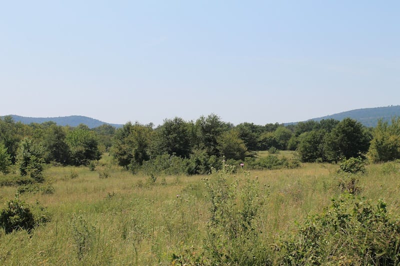 Daisy Meadows Tract 39 photo 5