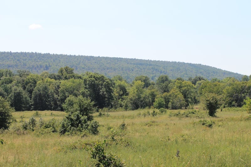Daisy Meadows Tract 39 photo 6
