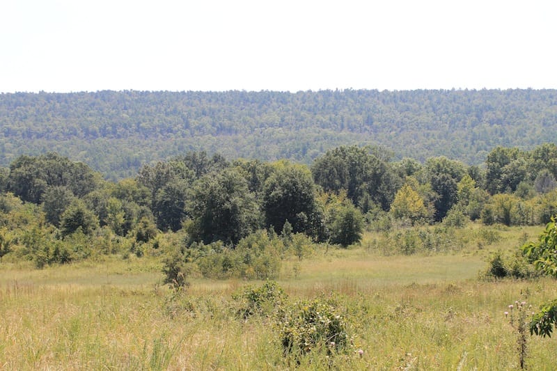Daisy Meadows Tract 39 photo 7