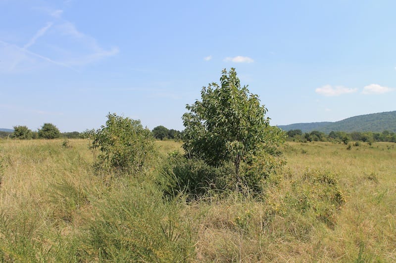 Daisy Meadows Tract 39 photo 8