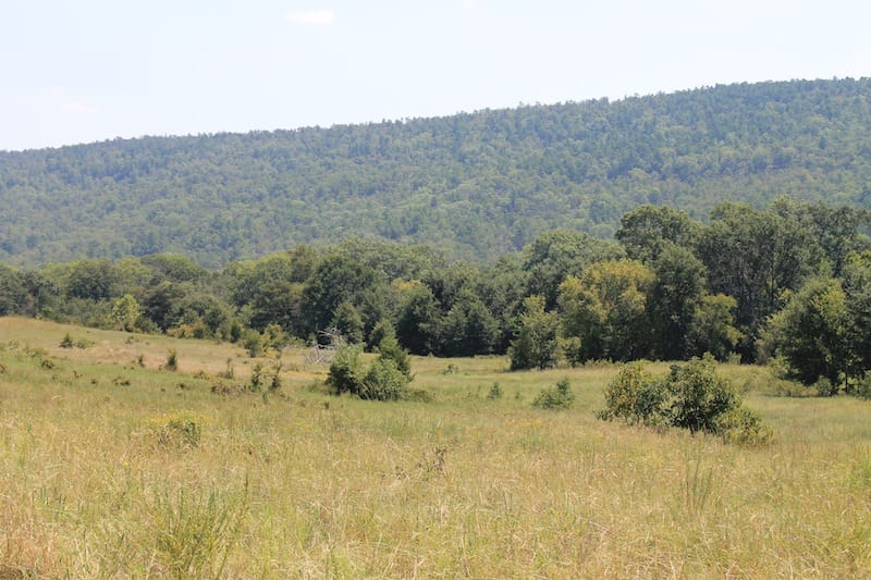 Daisy Meadows Tract 39 photo 9