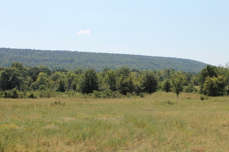 Daisy Meadows Tract 39 photo 10