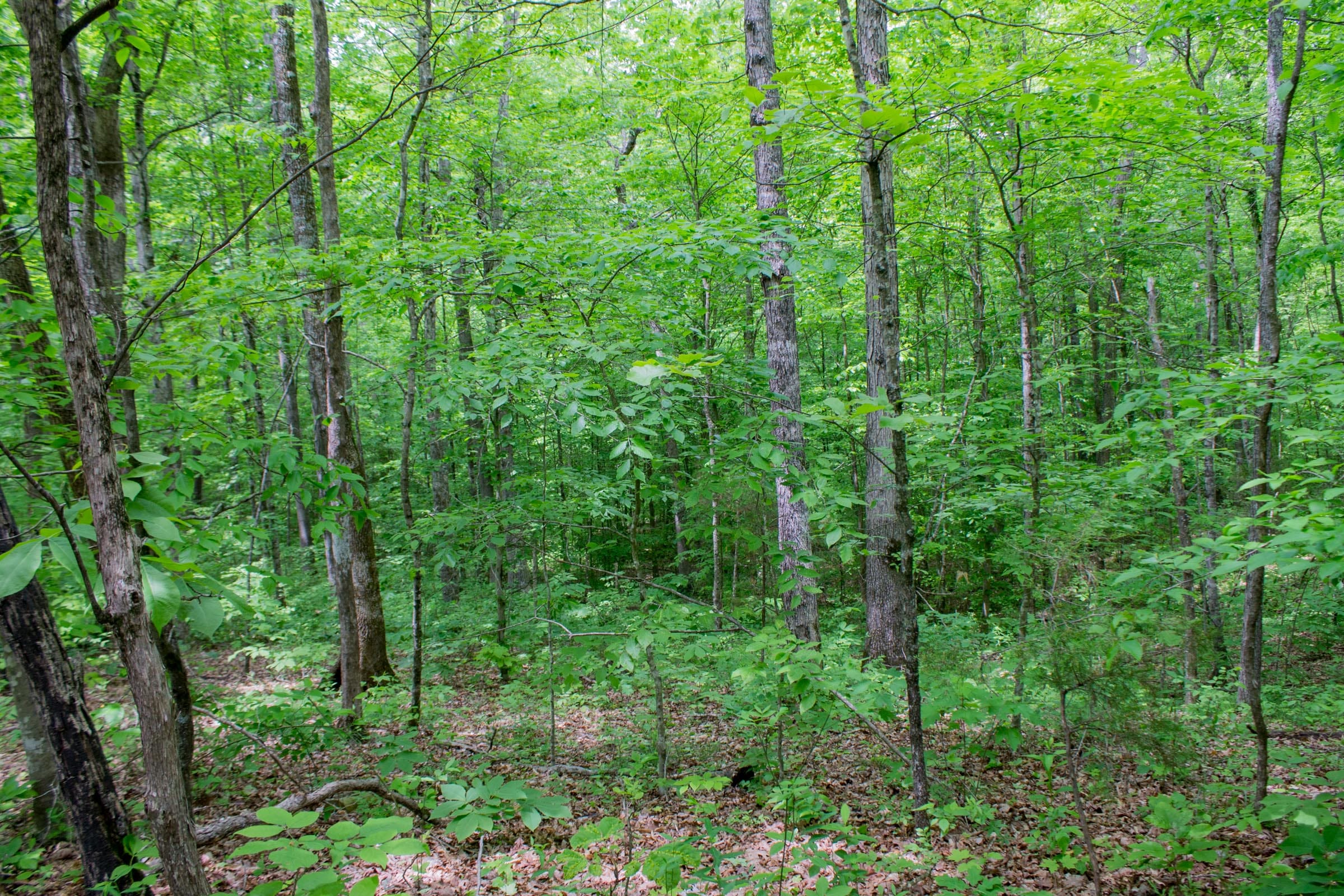 Laurel Ridge Tract 1 photo 4