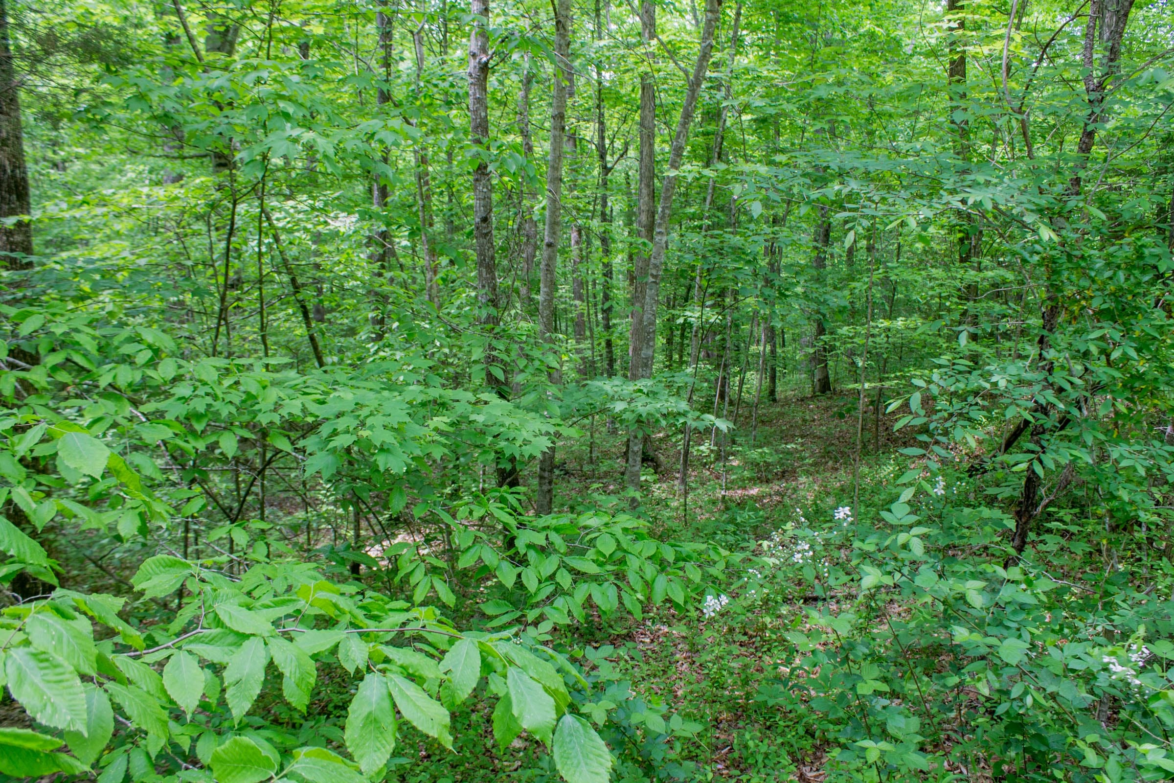 Laurel Ridge Tract 1 photo 7