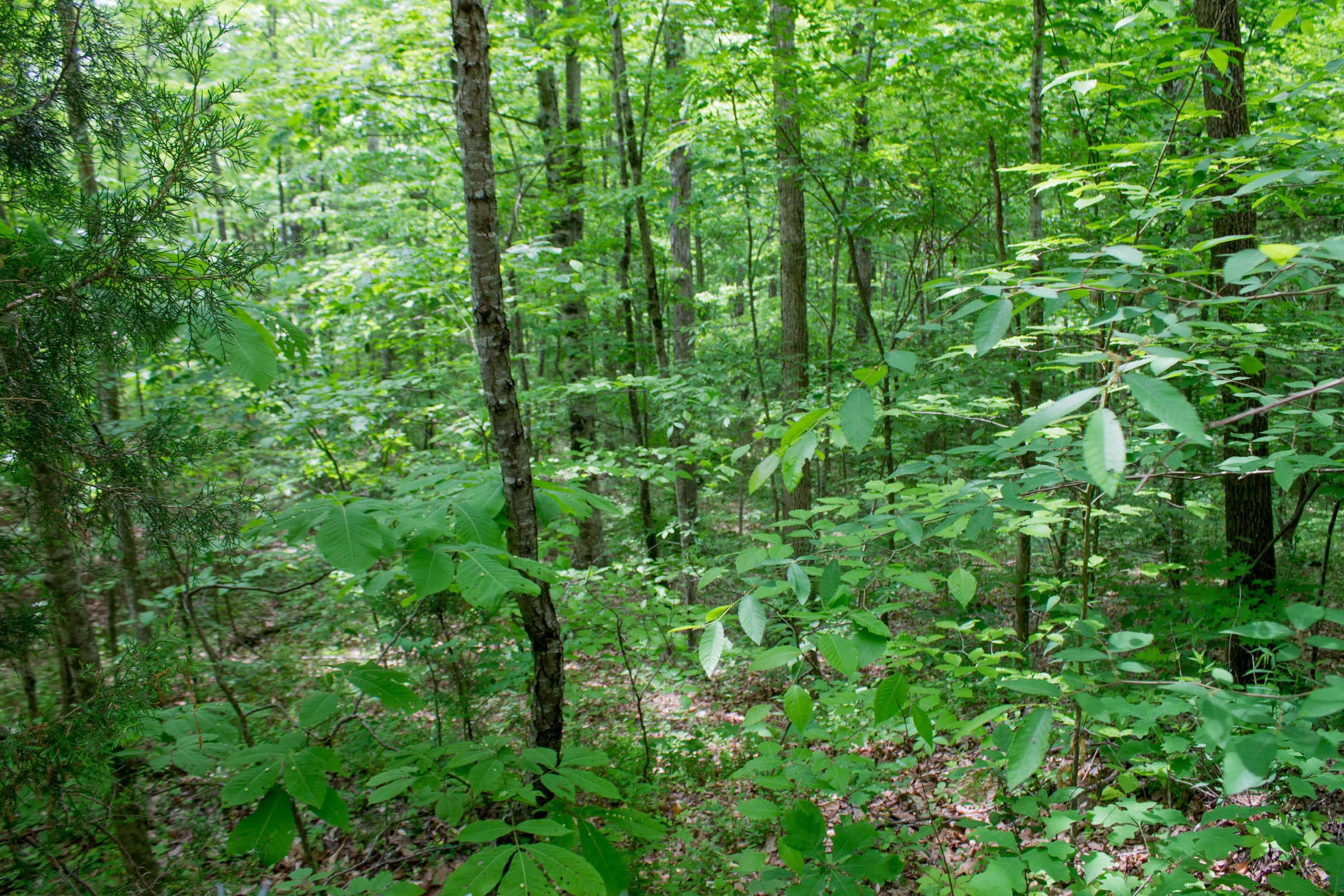 Laurel Ridge Tract 1 photo 8