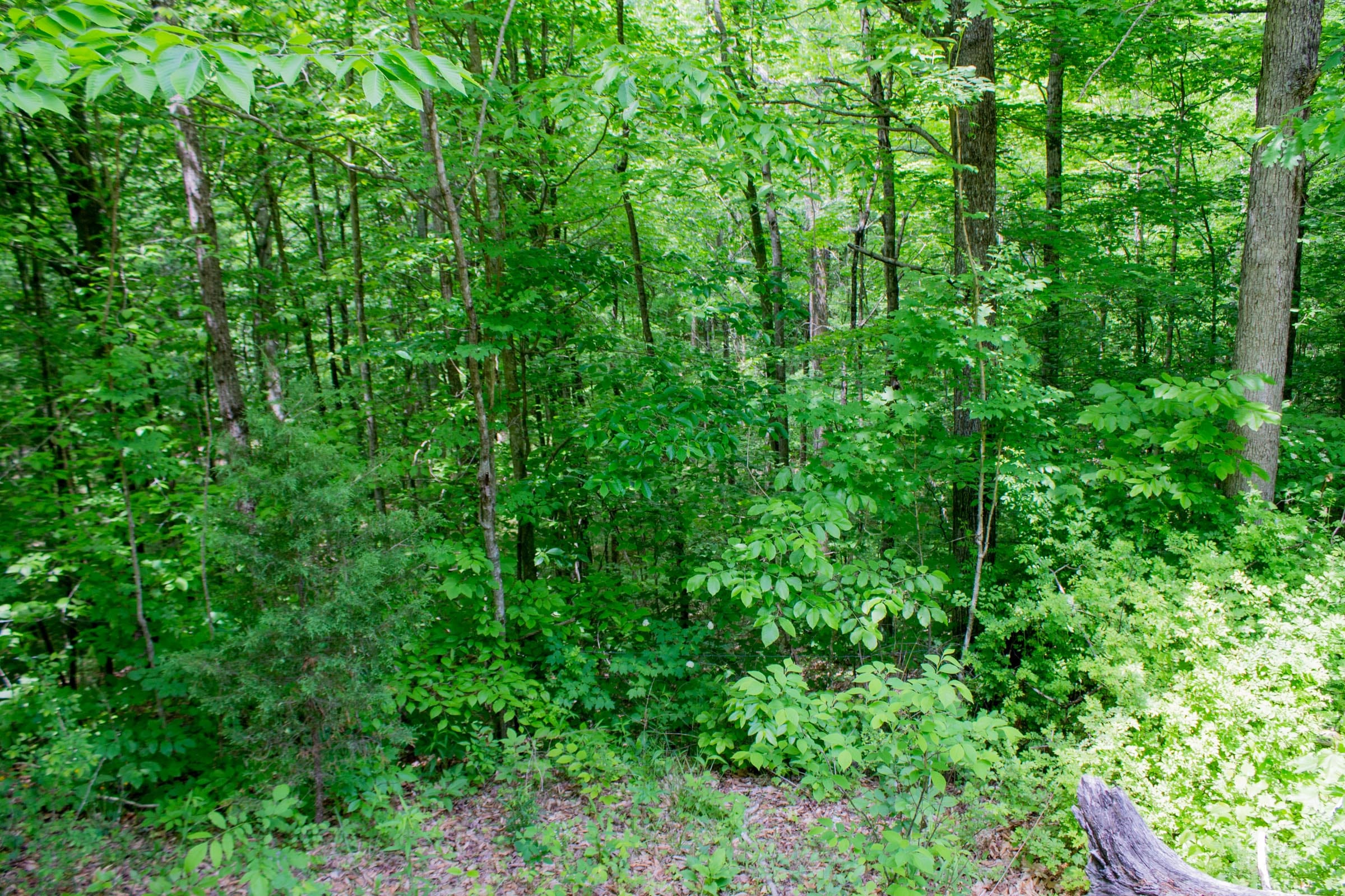 Laurel Ridge Tract 1 photo 9