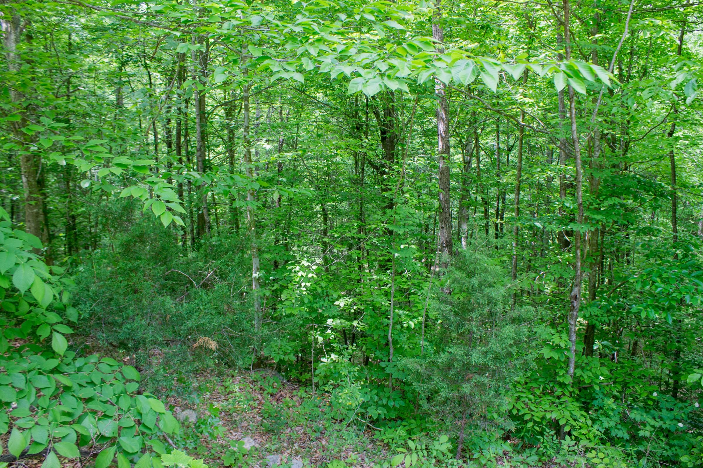 Laurel Ridge Tract 1 photo 10