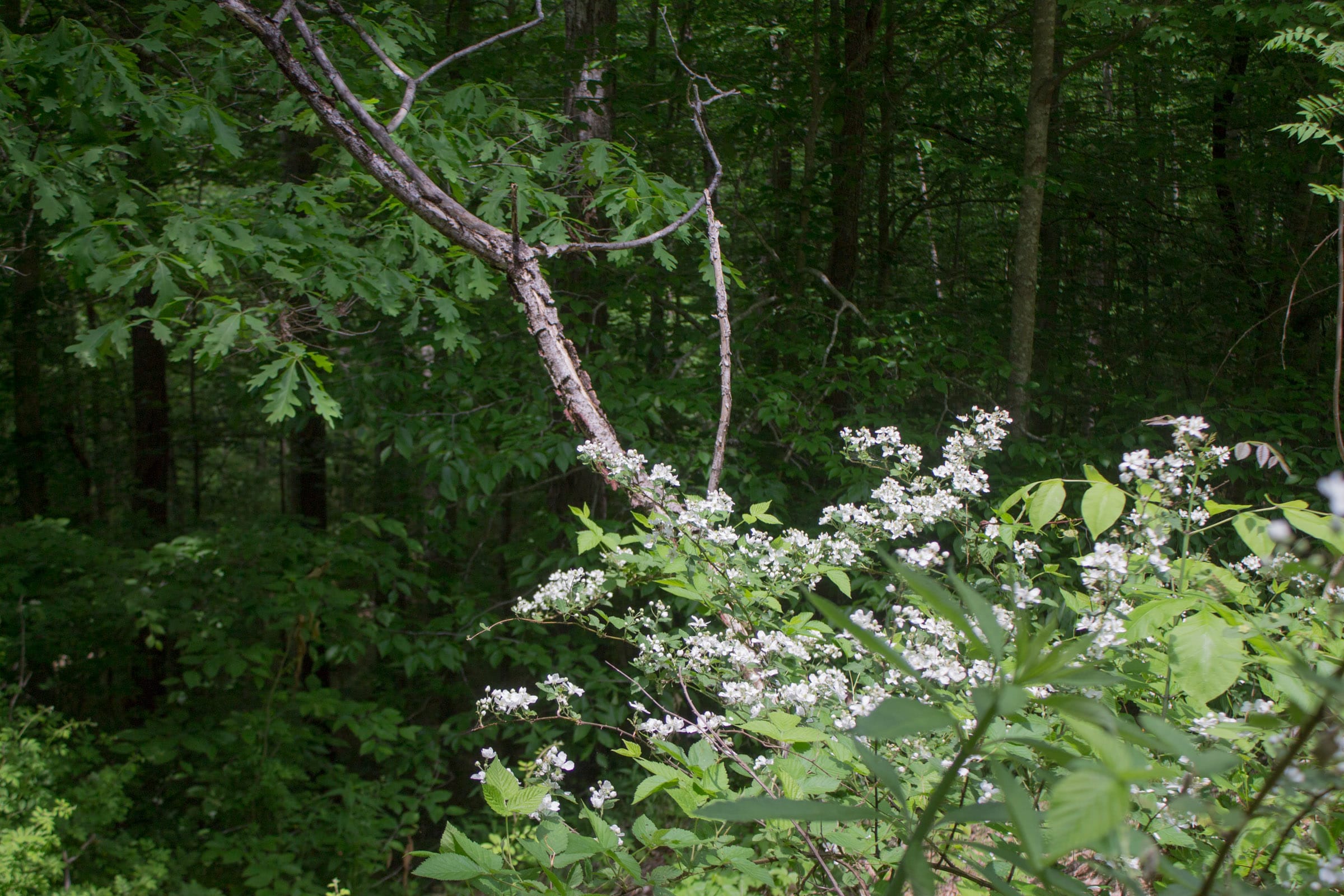 Laurel Ridge Tract 1 photo 11