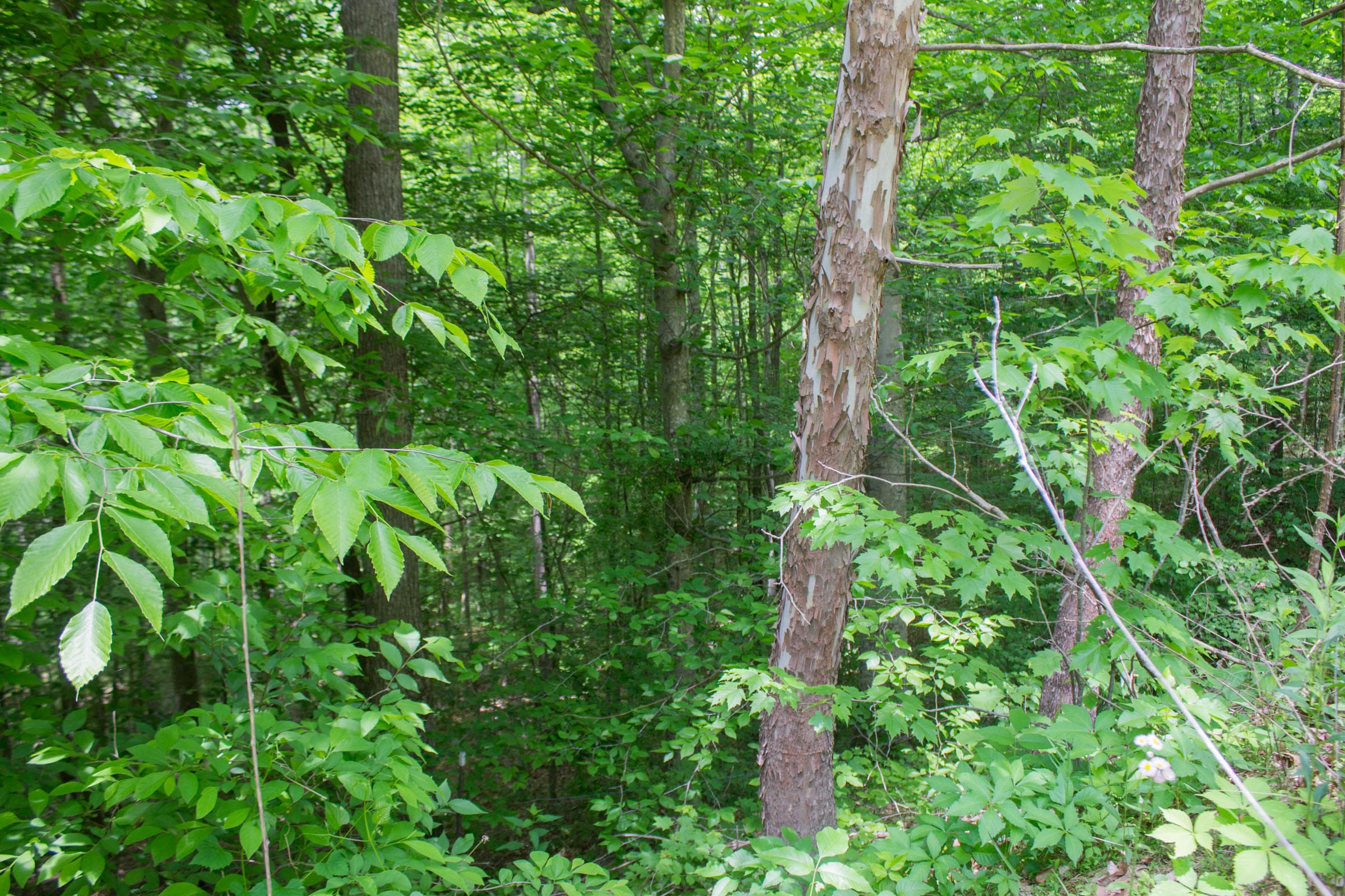 Laurel Ridge Tract 1 photo 12