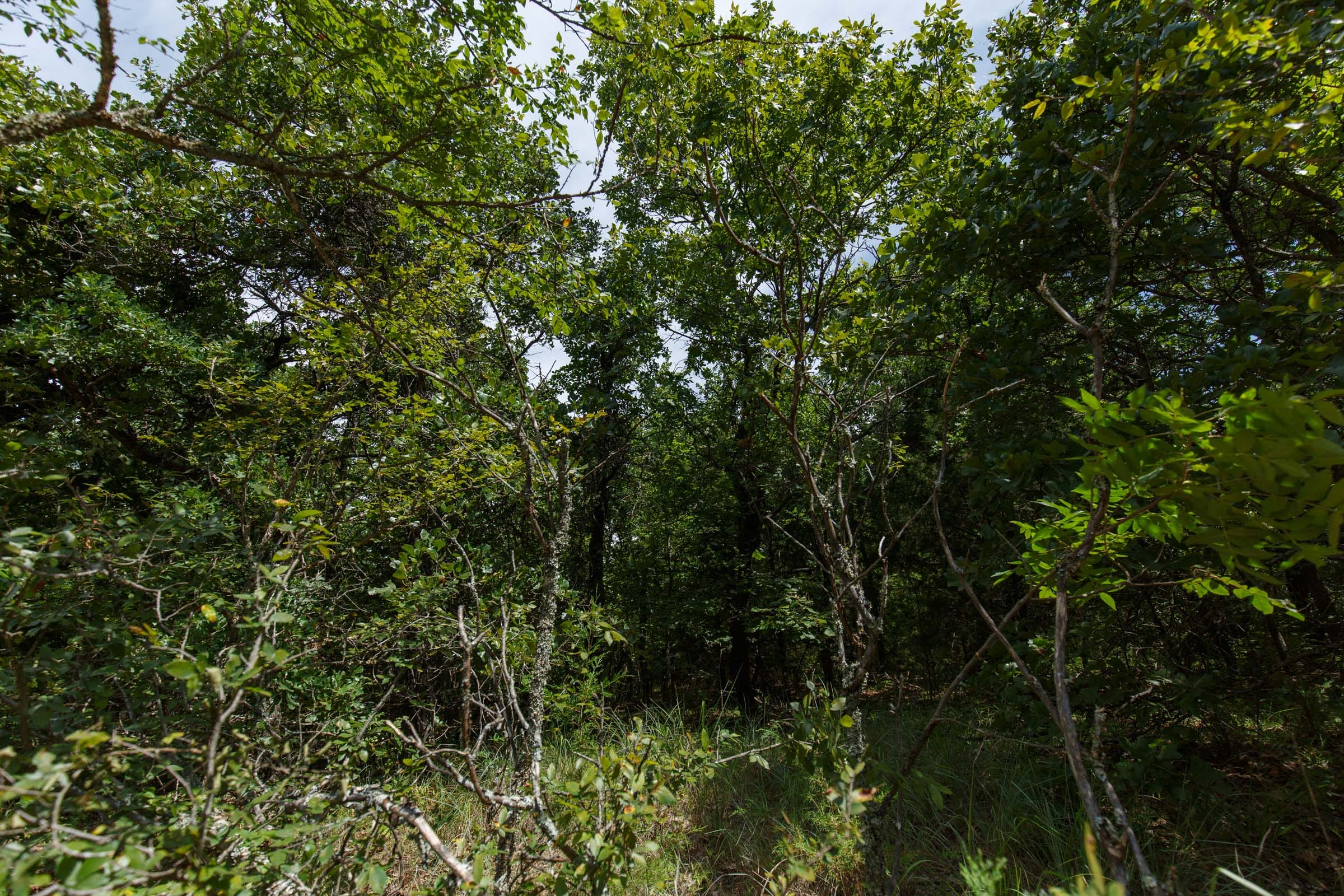 Timber Ridge Tract 29 photo 2