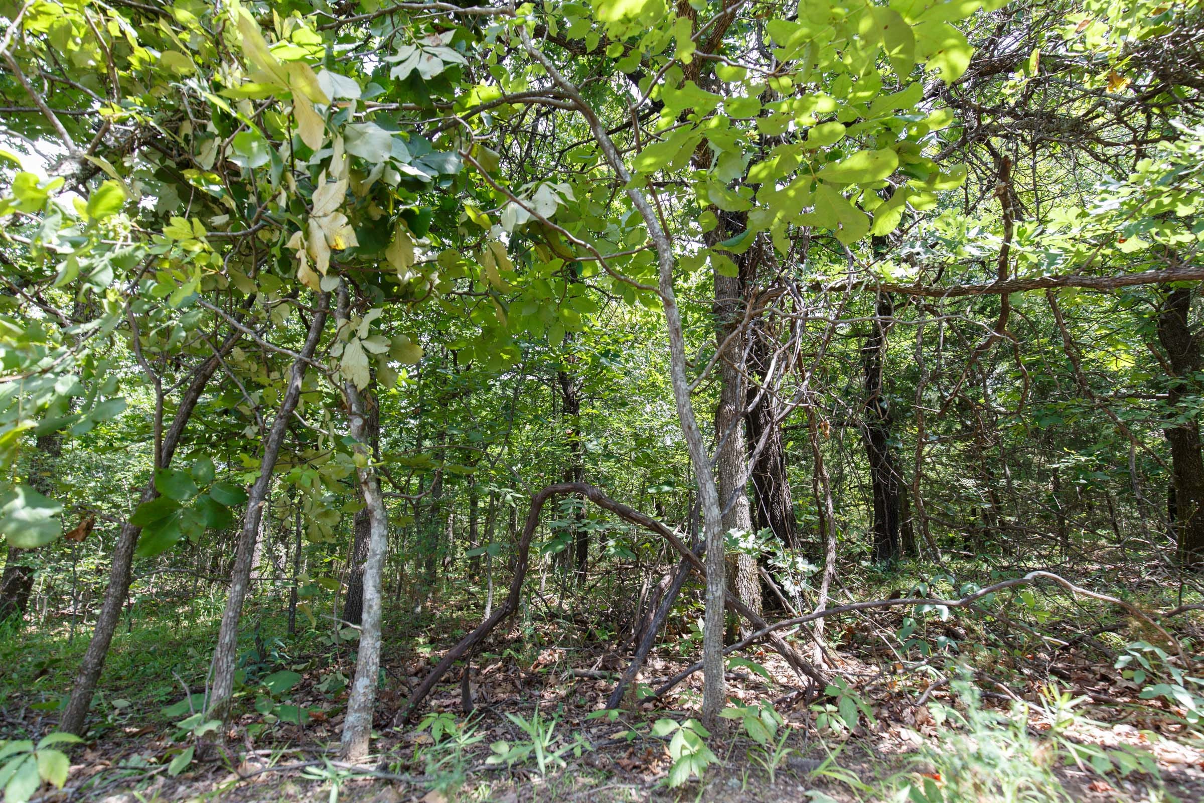 Timber Ridge Tract 29 photo 4