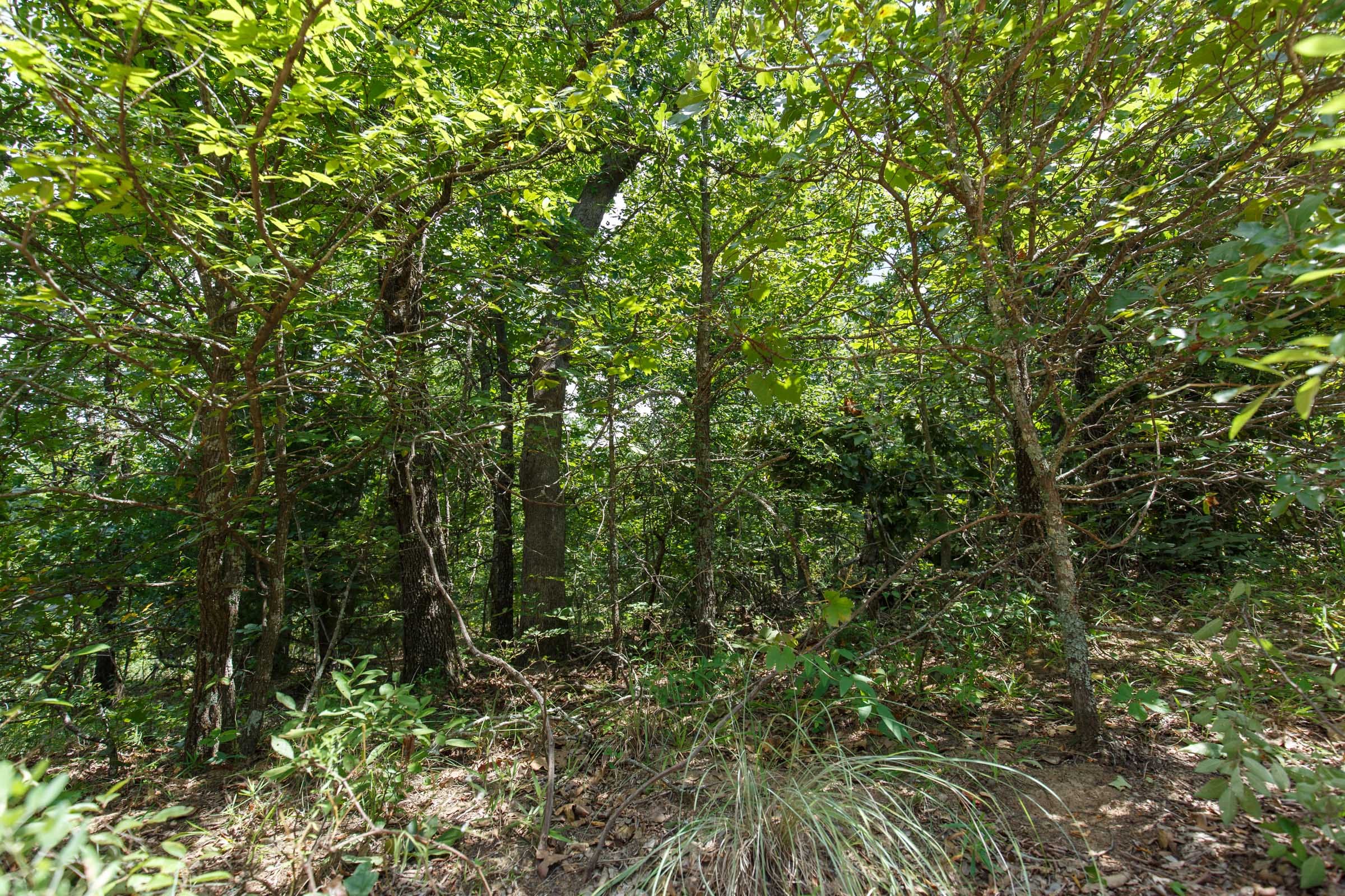 Timber Ridge Tract 29 photo 5