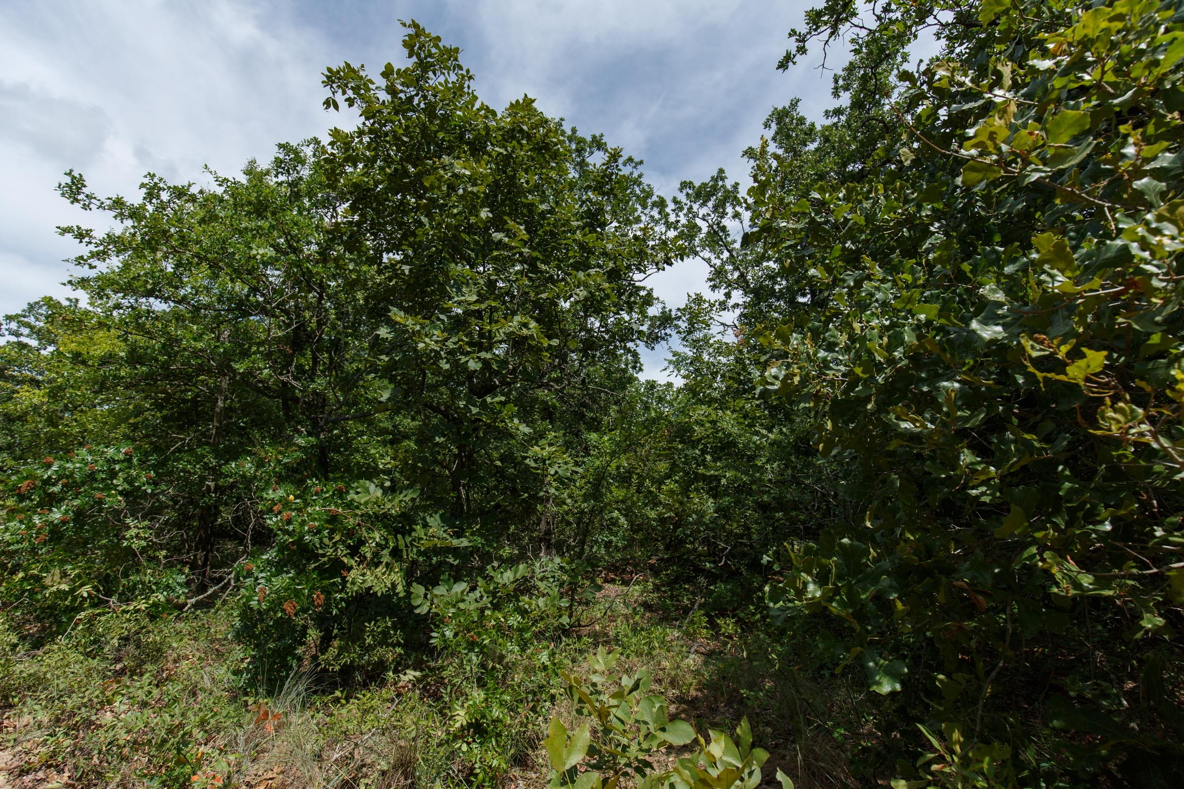 Timber Ridge Tract 29 photo 6