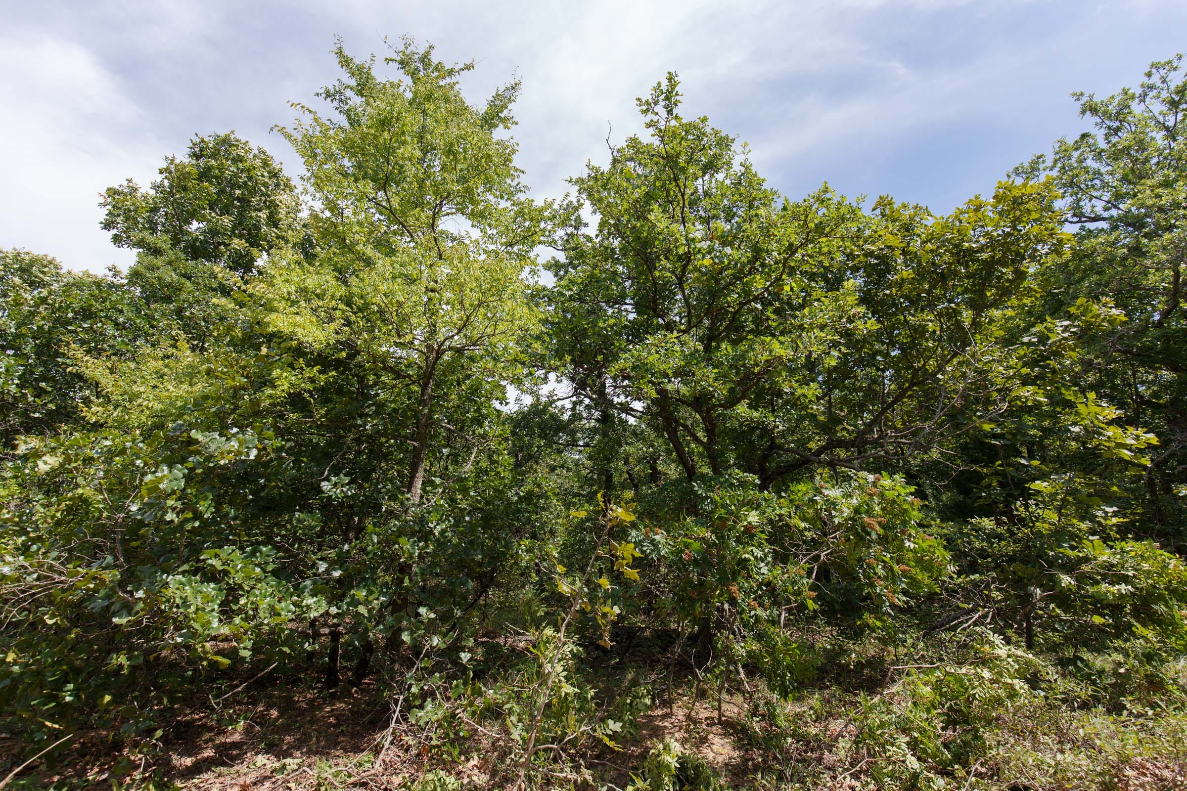 Timber Ridge Tract 29 photo 7